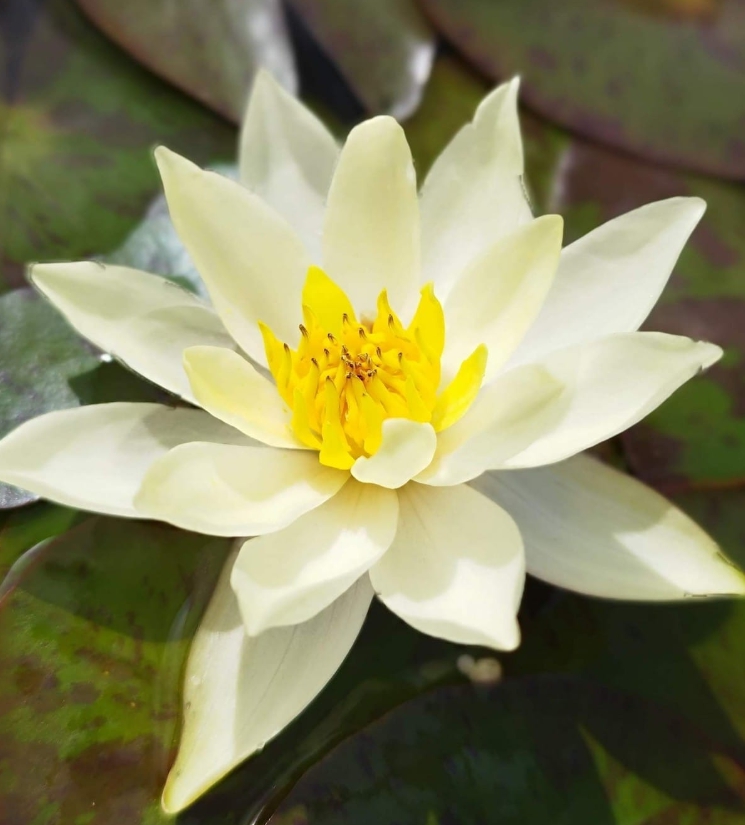 Miniatiūrinė vandens lelija "Pygmaea Helvola"