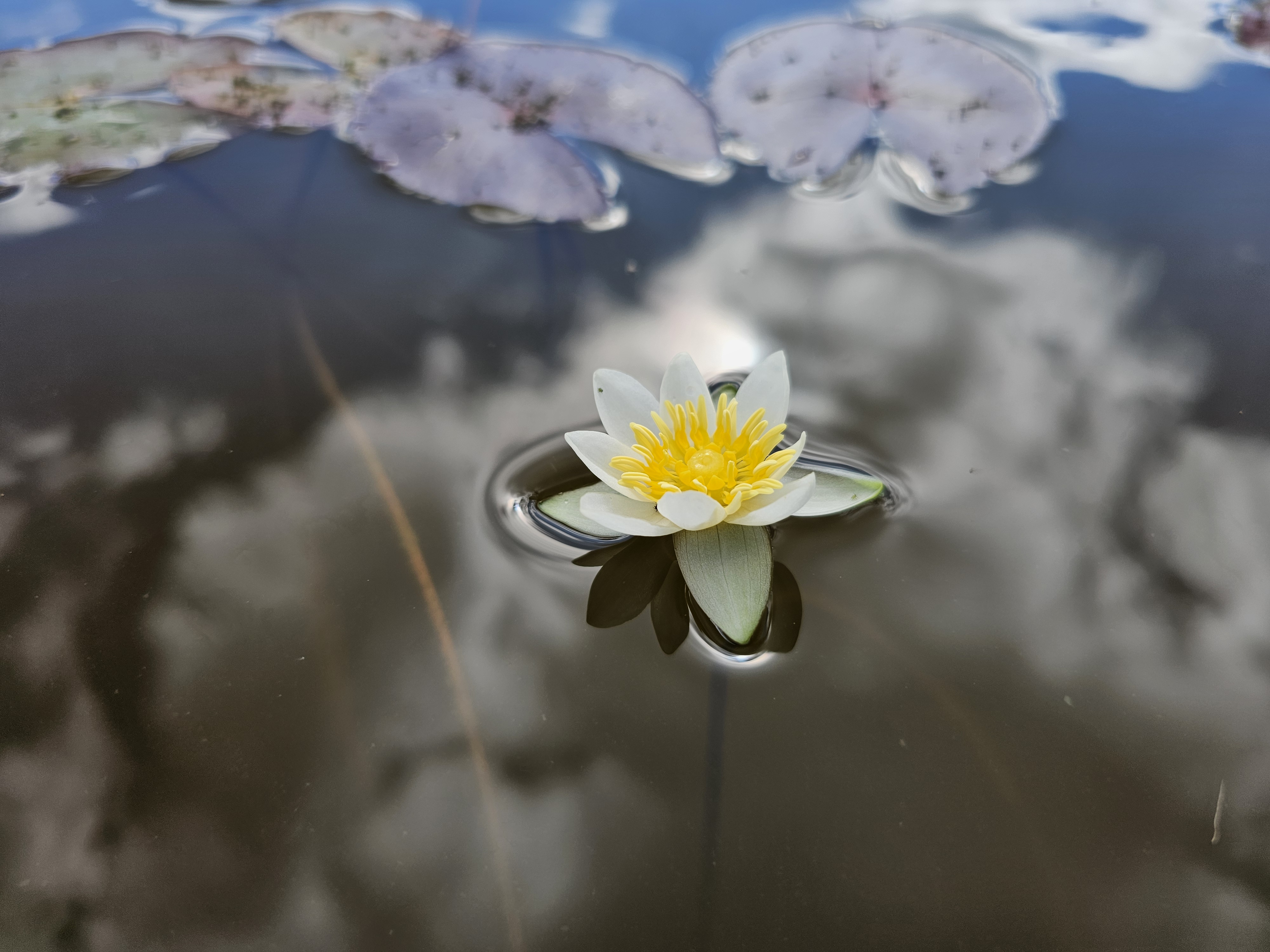 Vandens lelija 'Pygmaea Alba' 