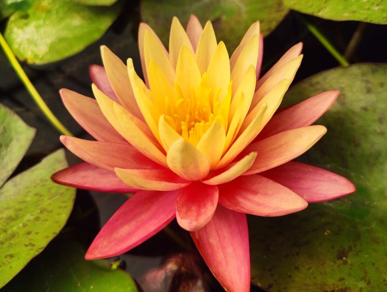 Vandens lelija „Gregg's Orange Beauty“