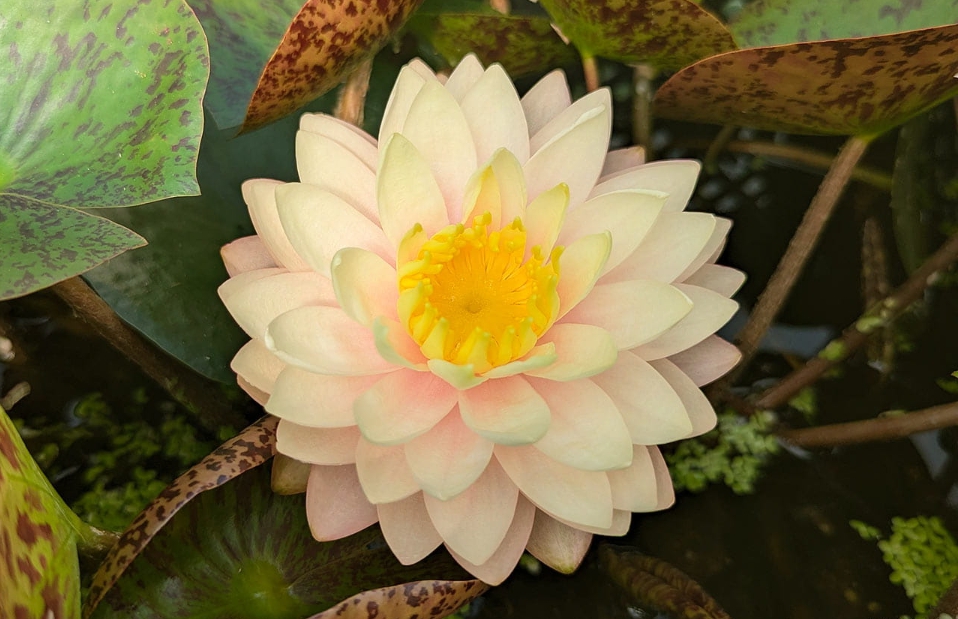 Vandens lelija "Blushing Bride"