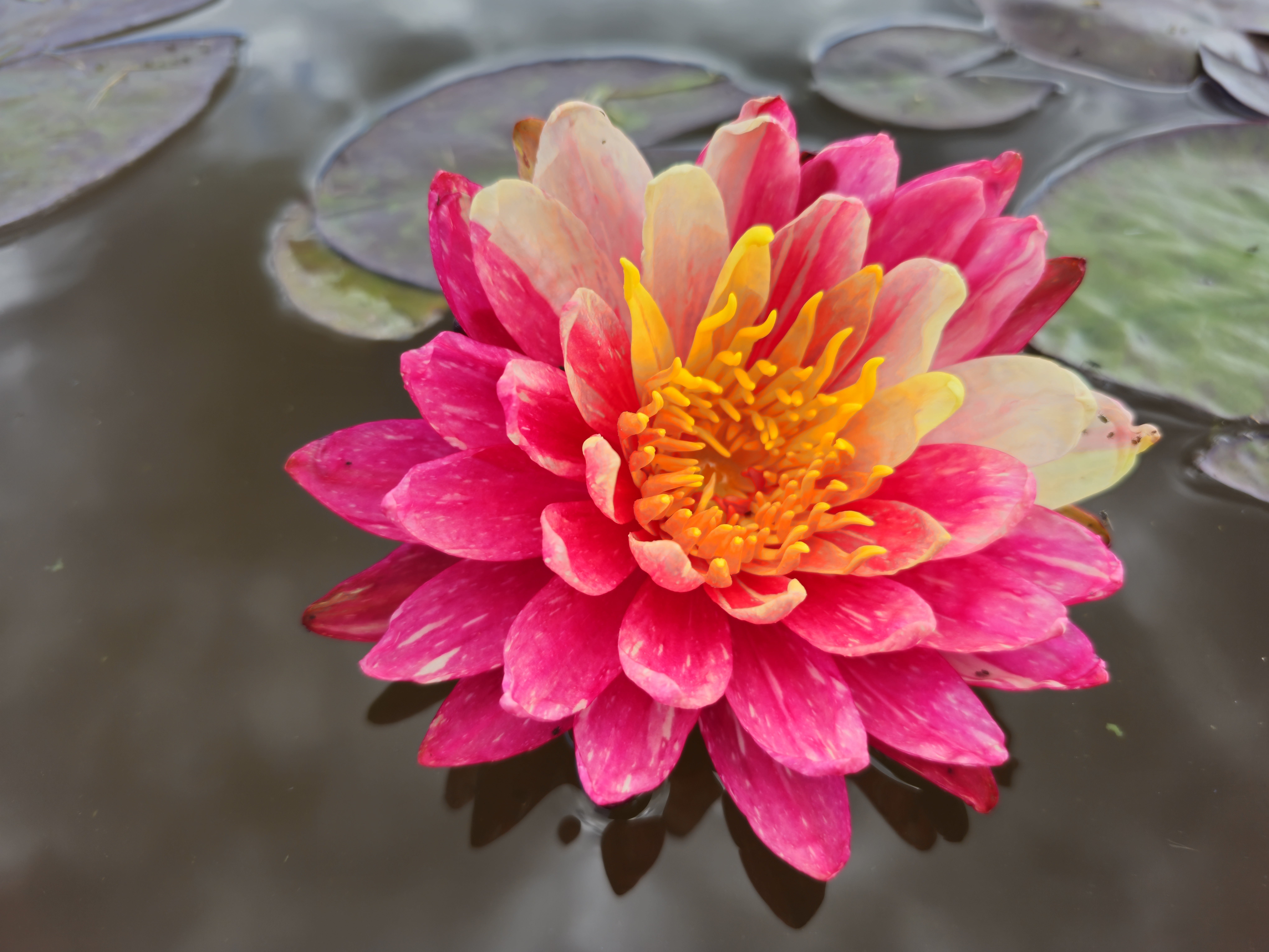 Vandens lelija "Pan Mongkol"