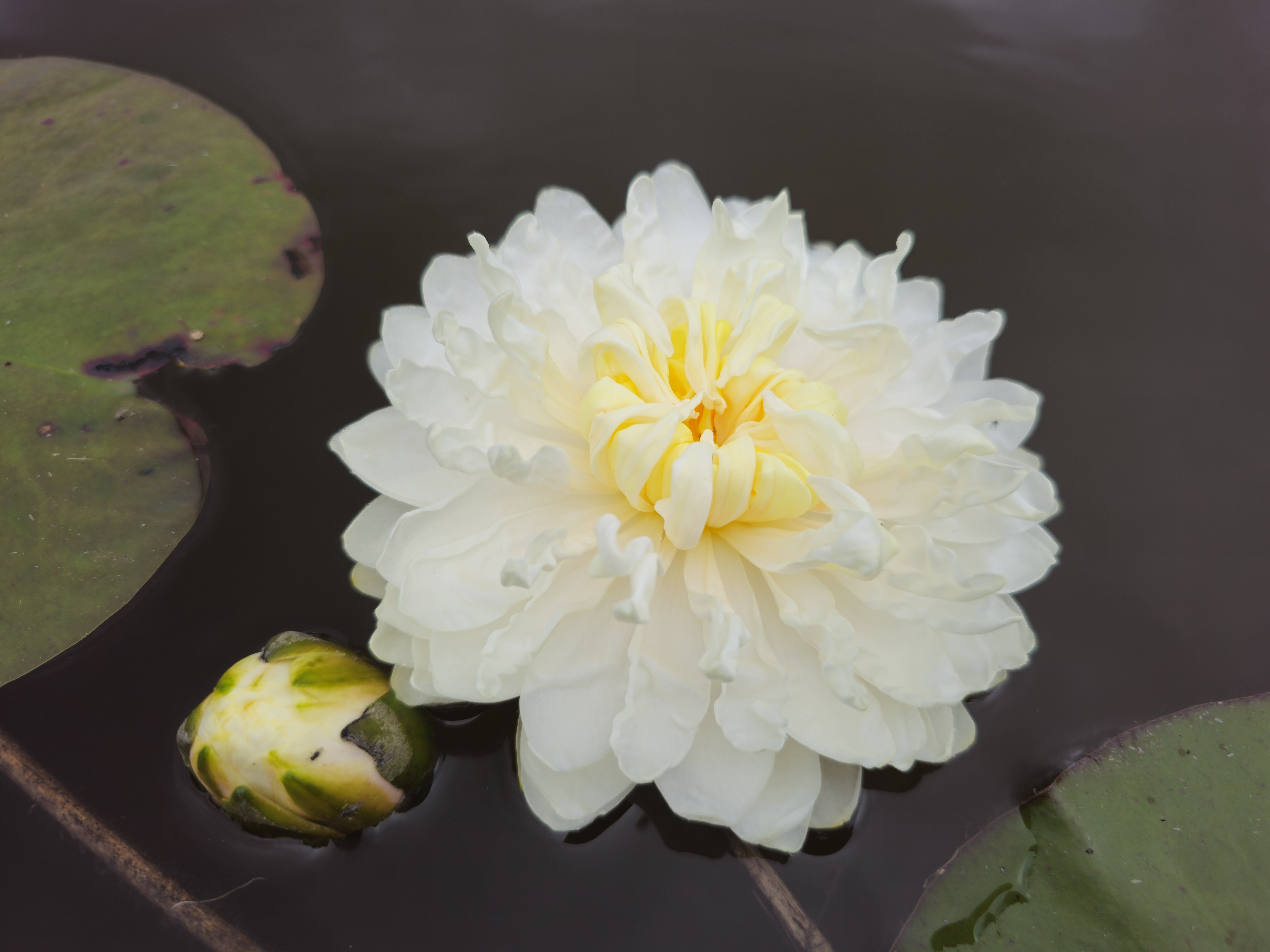 Vandens lelija 1000 Petals