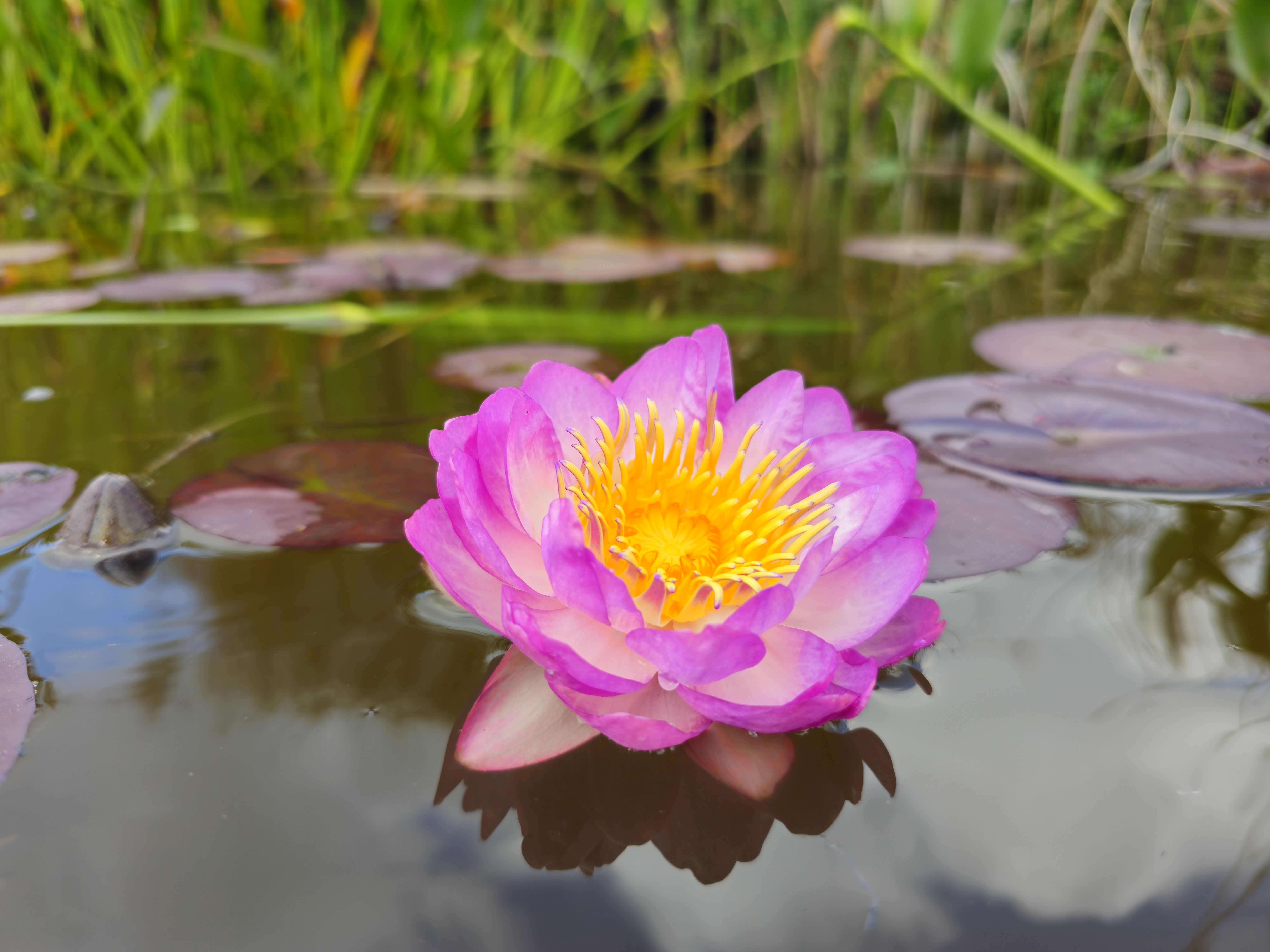 Vandens lelija "QUEEN SIRIKIT"
