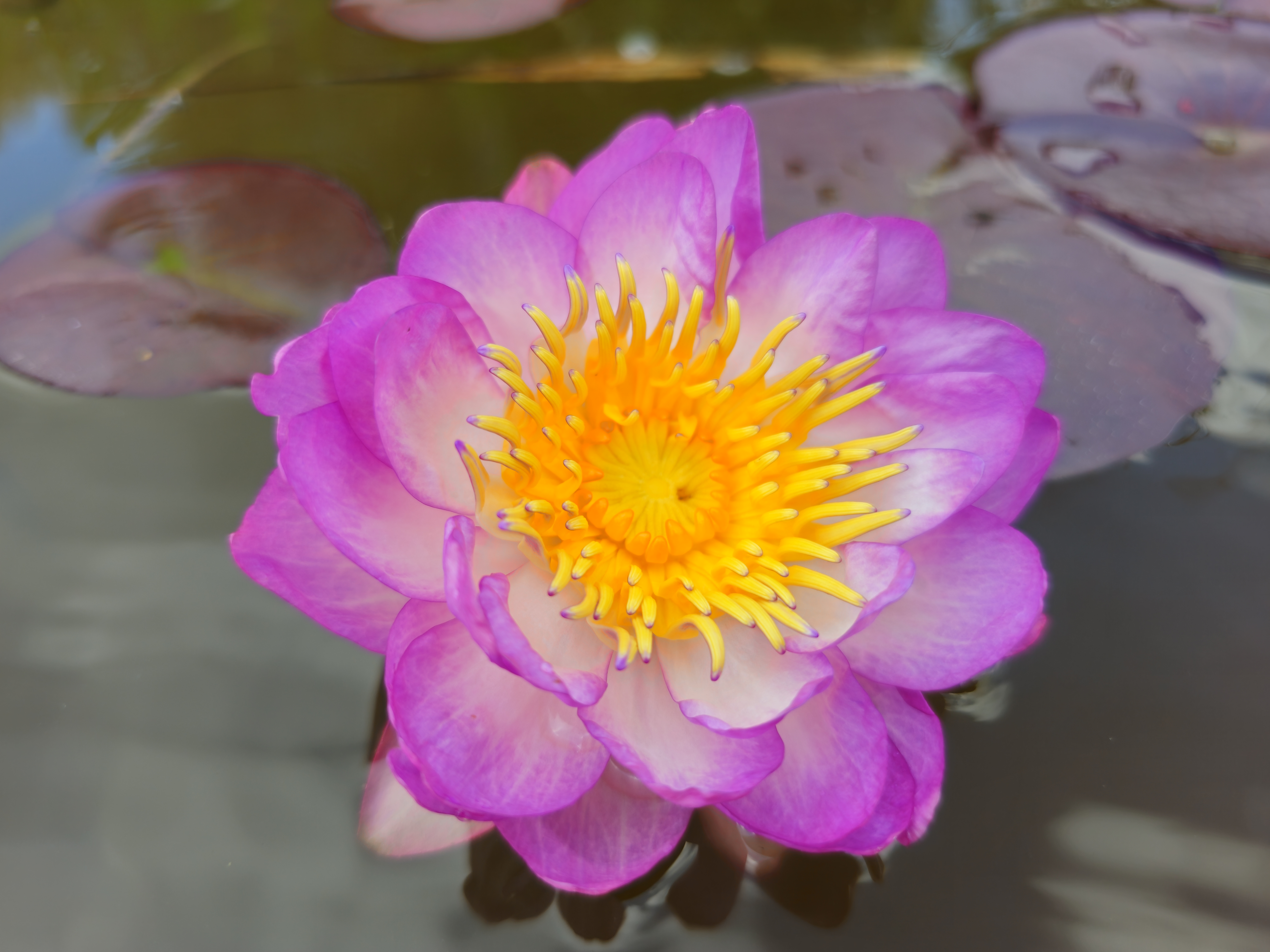 Vandens lelija "QUEEN SIRIKIT"