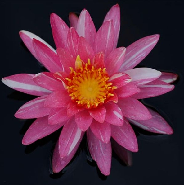Vandens lelija "Pink Dawn"