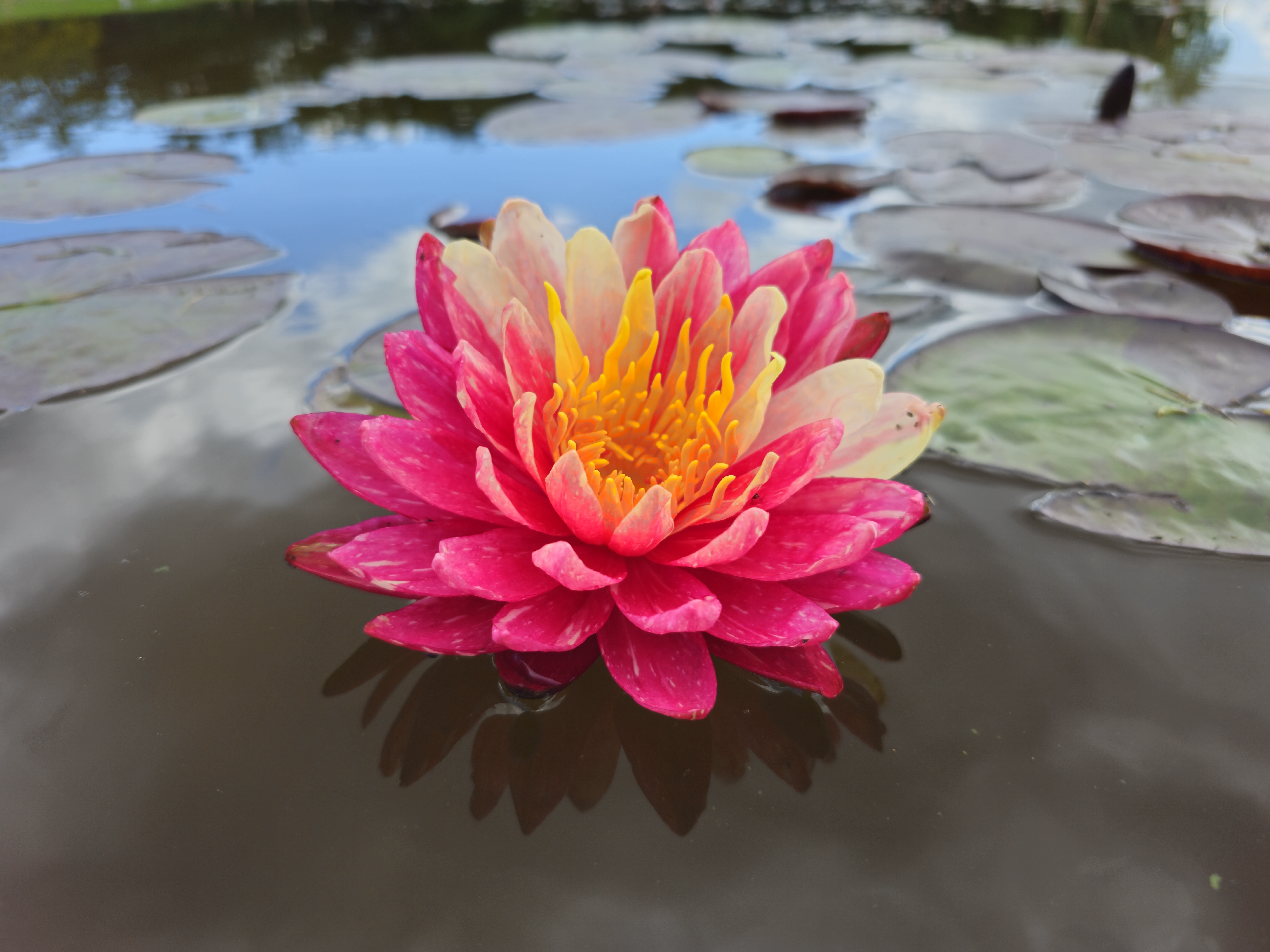 Vandens lelija "Pan Mongkol"