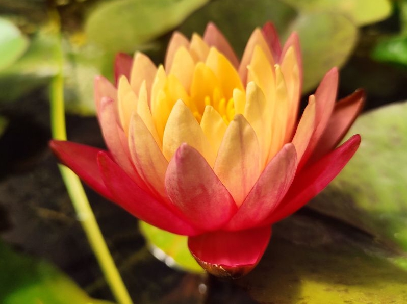 Vandens lelija „Gregg's Orange Beauty“