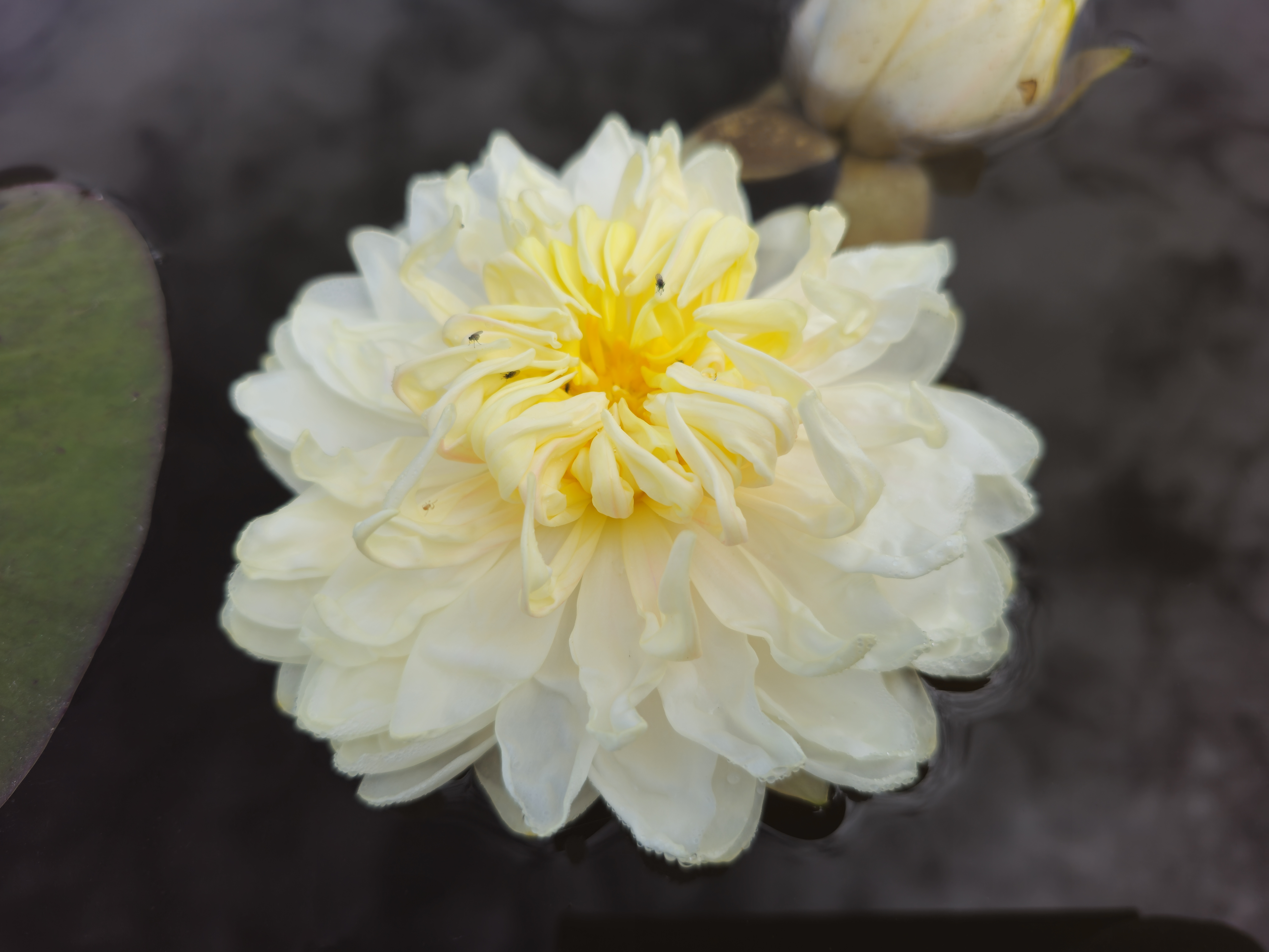 Vandens lelija  1000 Petals