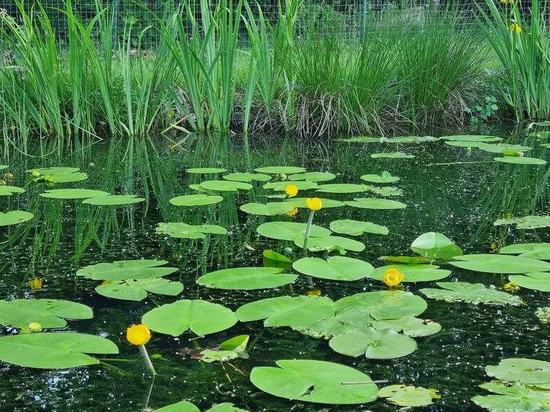 Vandens lelija "Nuphar lutea"