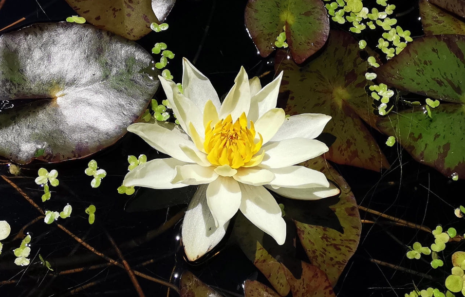 Miniatiūrinė vandens lelija  "Pygmaea Helvola"