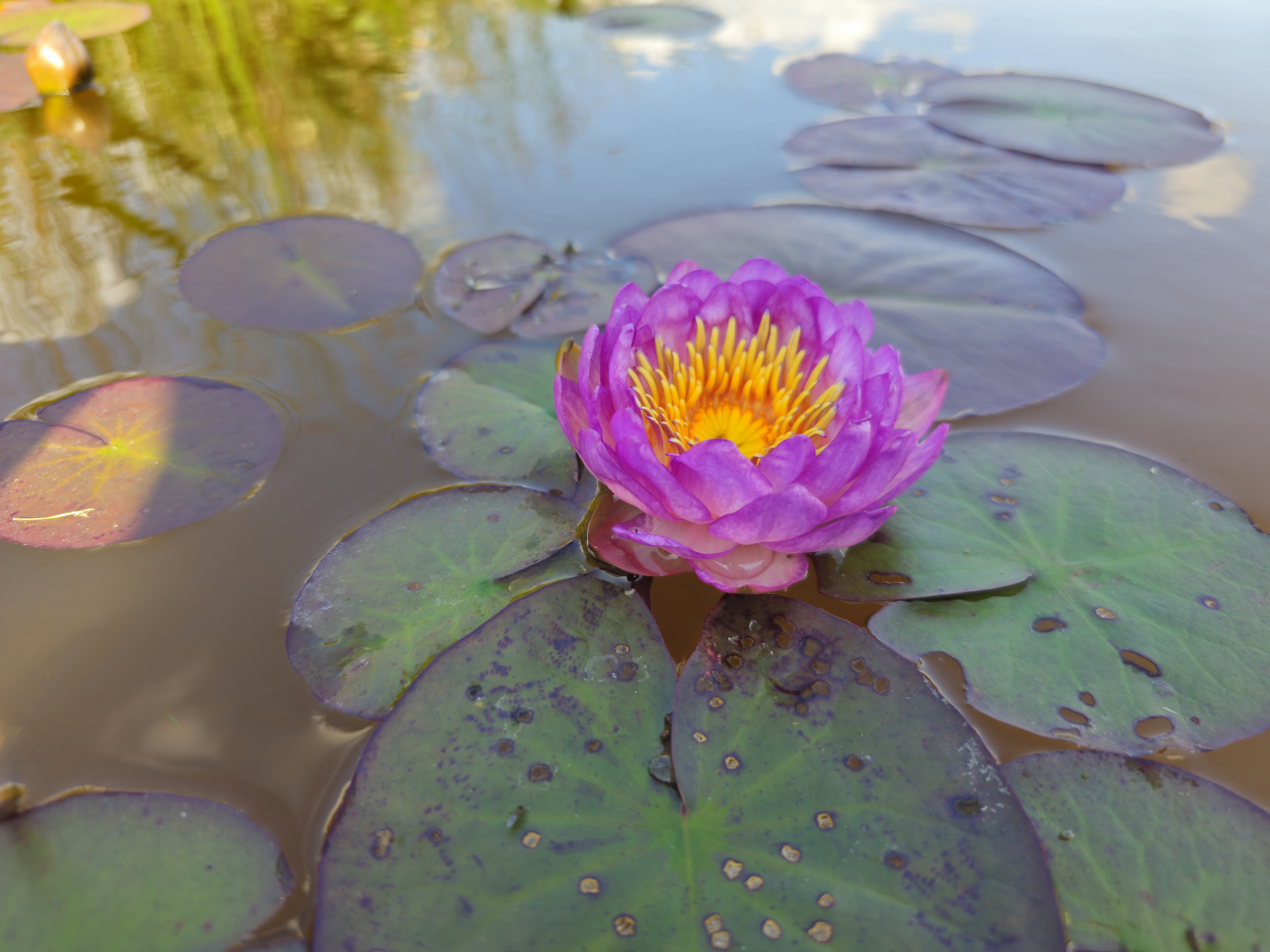 Vandens lelija "QUEEN SIRIKIT"
