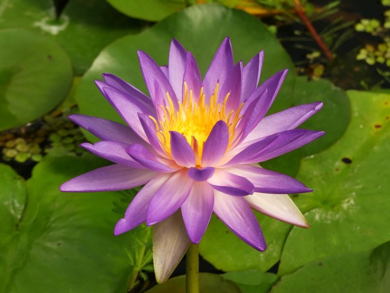 Vandens lelija "Purple Lucent"