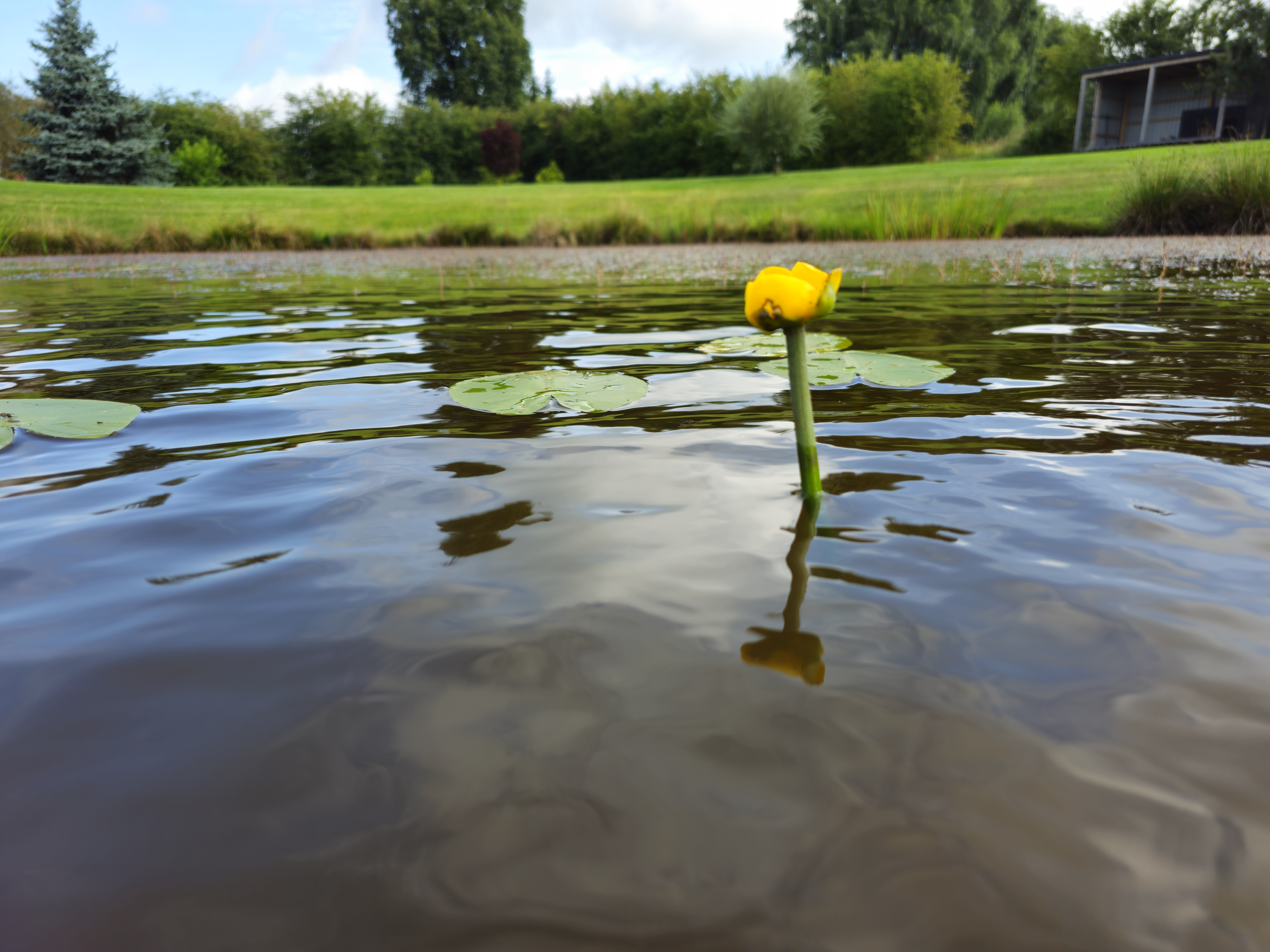 Vandens lelija "Nuphar lutea"