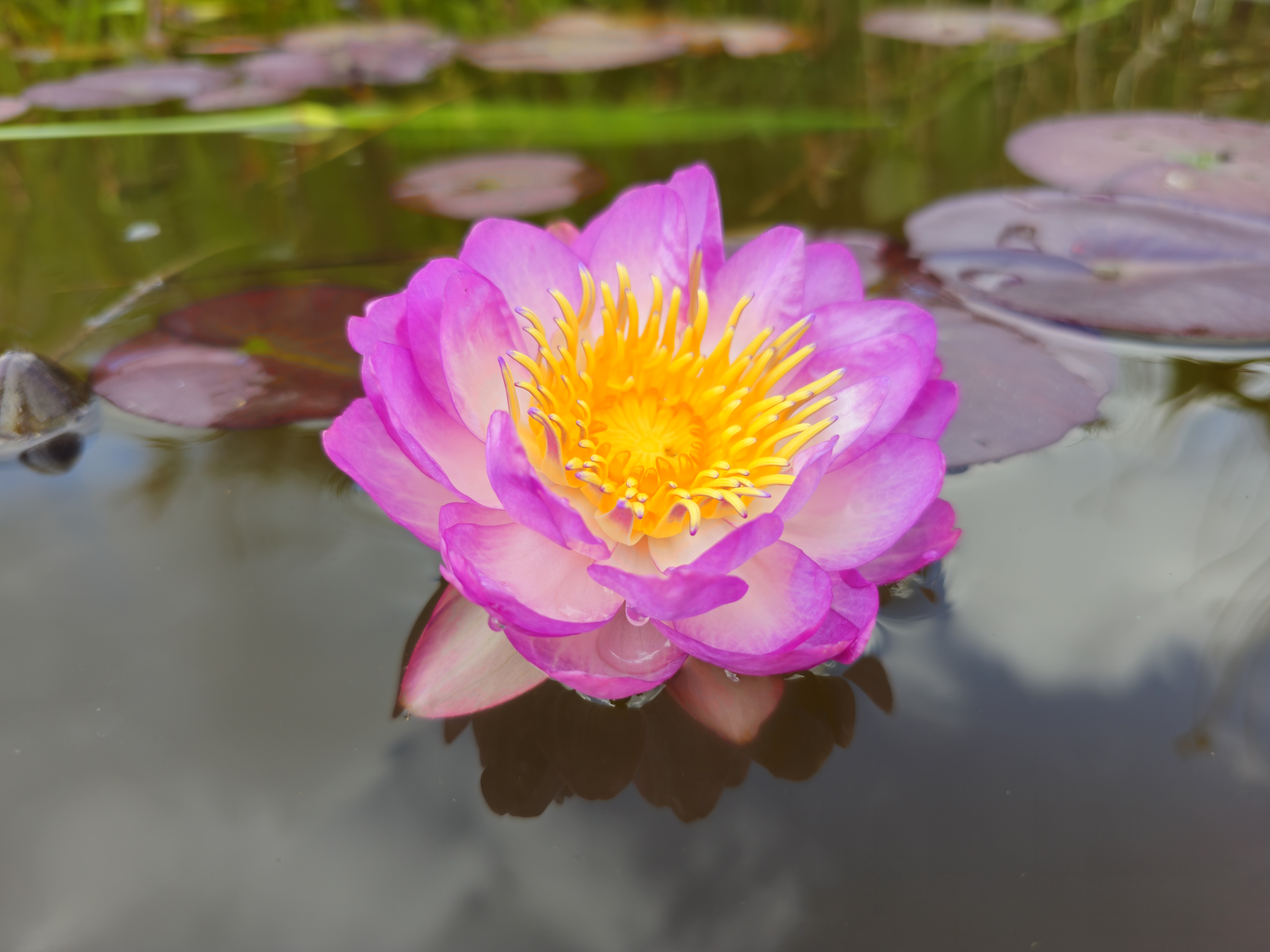 Vandens lelija "QUEEN SIRIKIT"