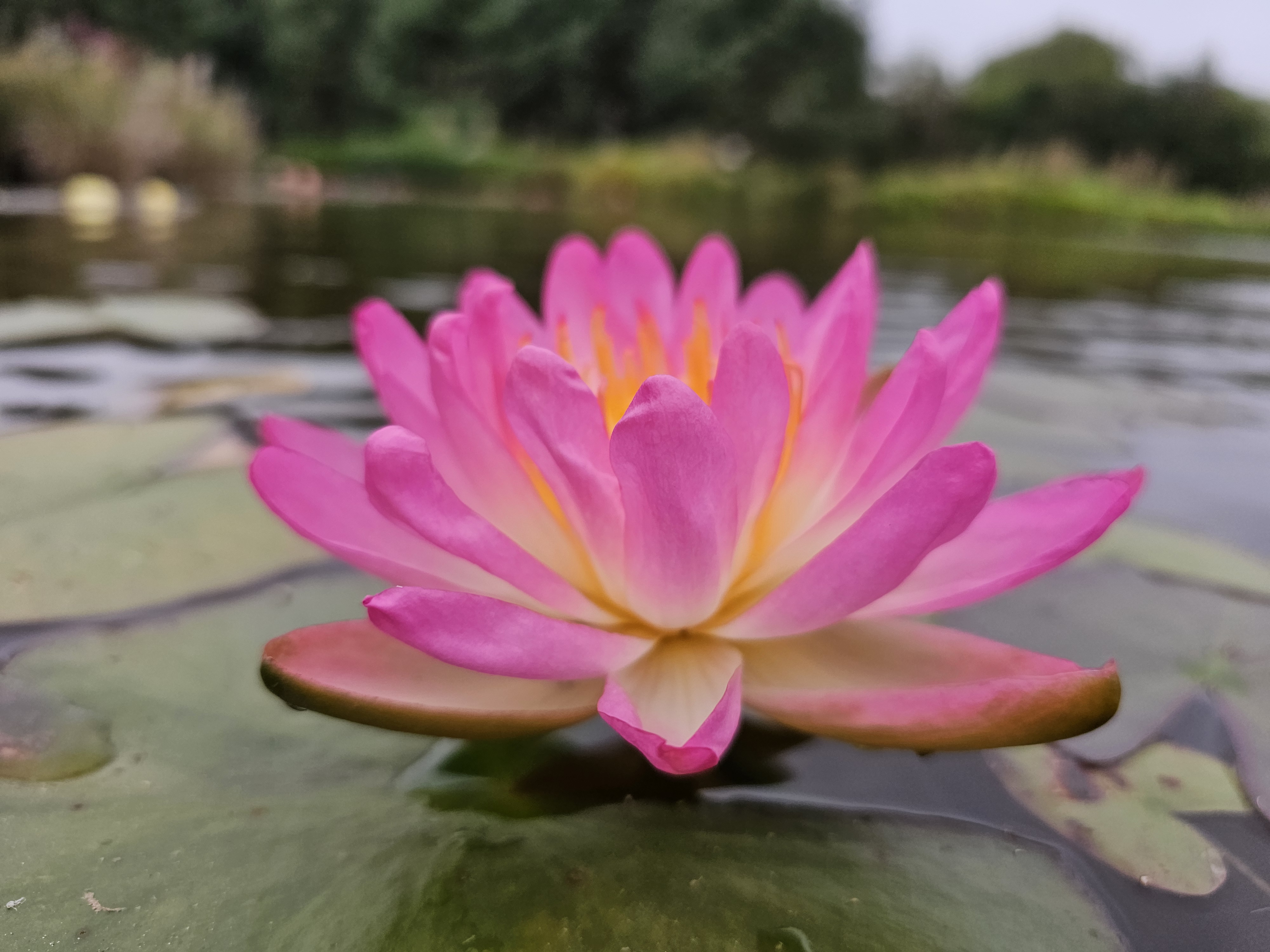 Vandens lelija "Pink Explosion"