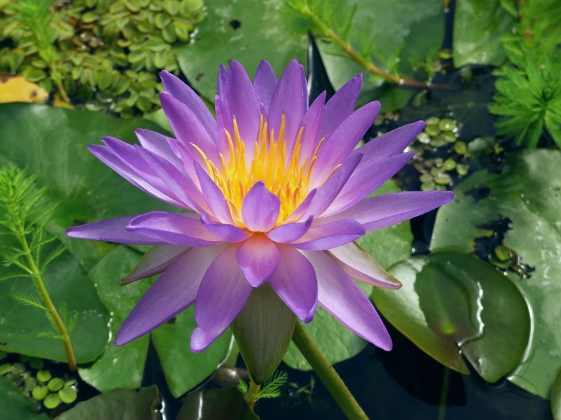 Vandens lelija "Purple Lucent"