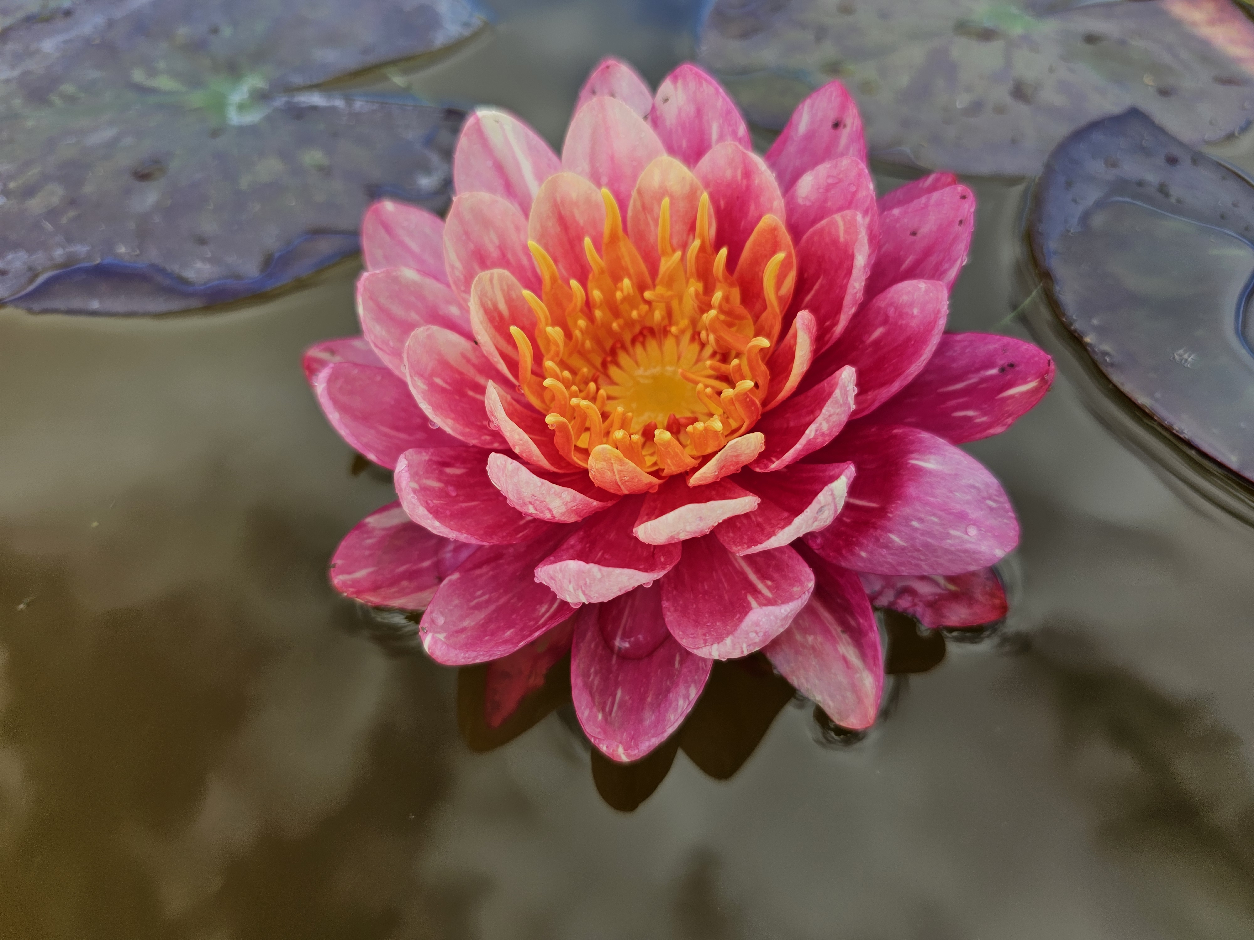 Vandens lelija "Pan Mongkol"