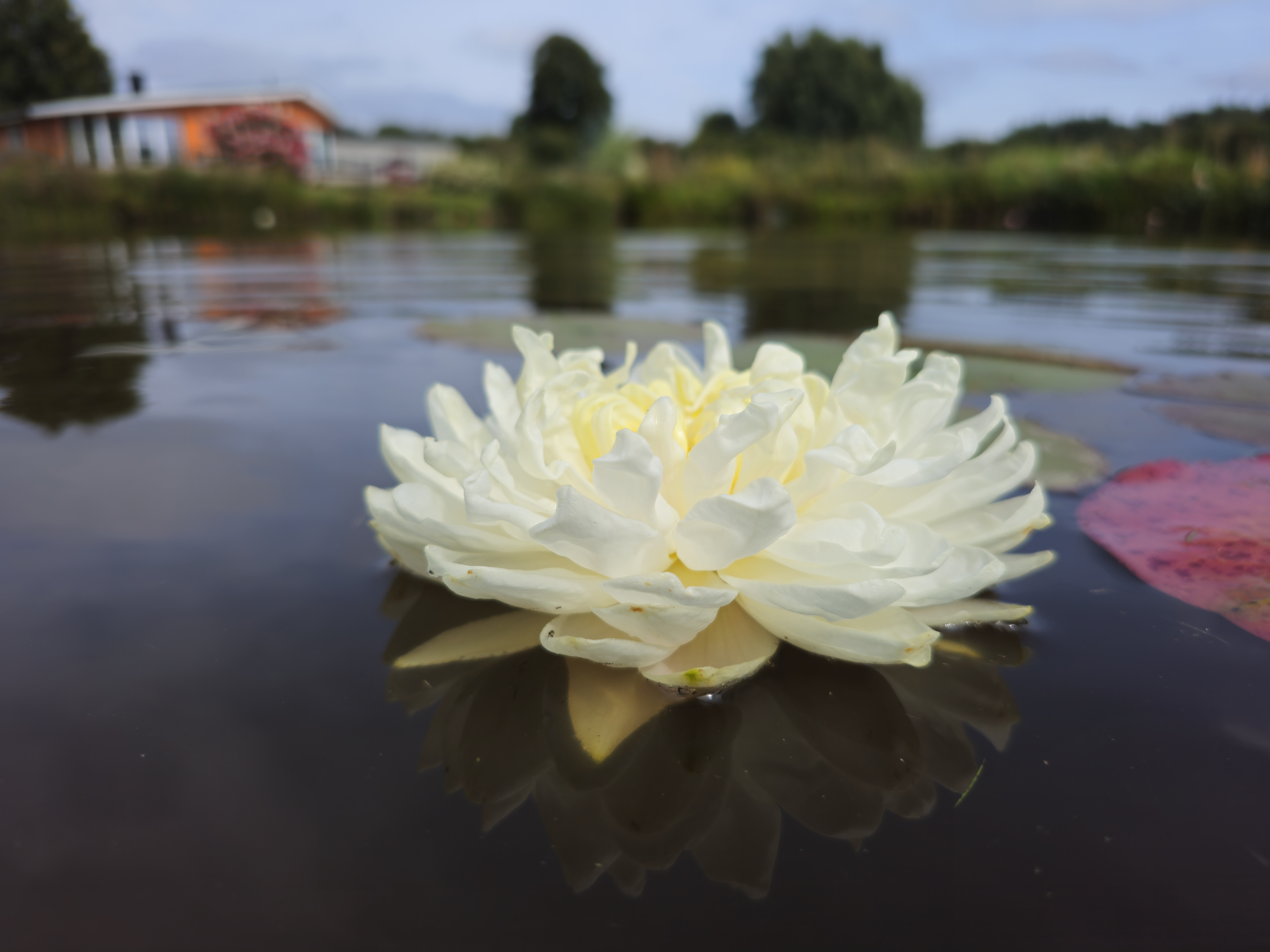 Vandens lelija  1000 Petals