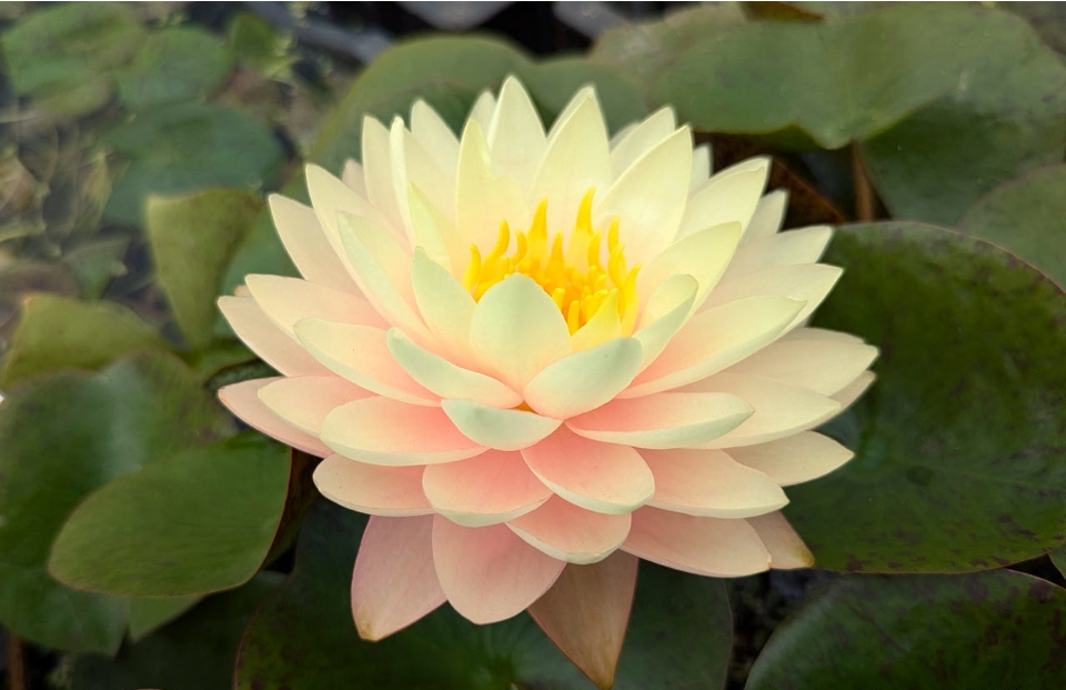 Vandens lelija "Blushing Bride"