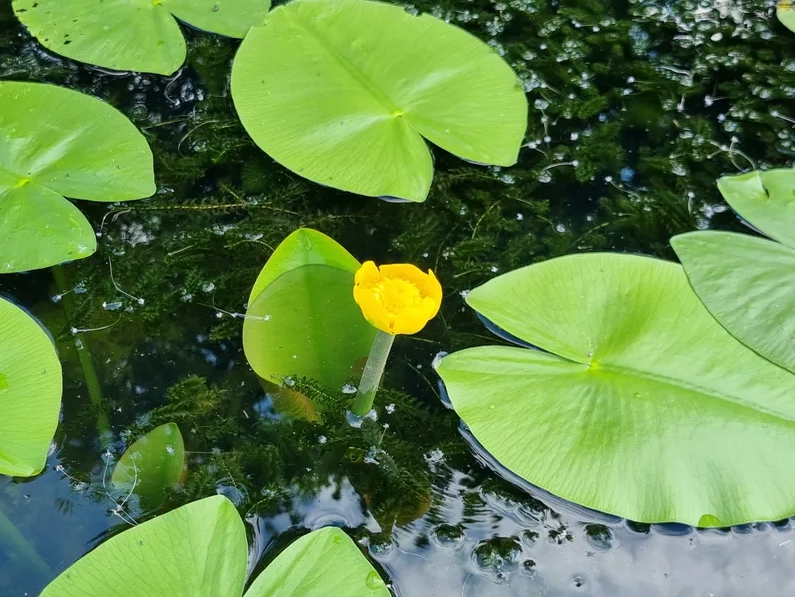 Vandens lelija "Nuphar lutea"