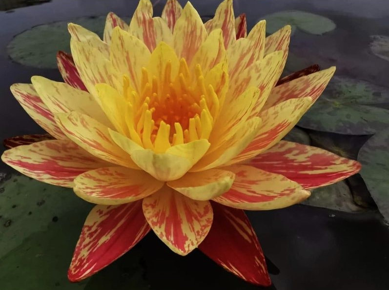 Vandens lelija "Siam Fantasy"