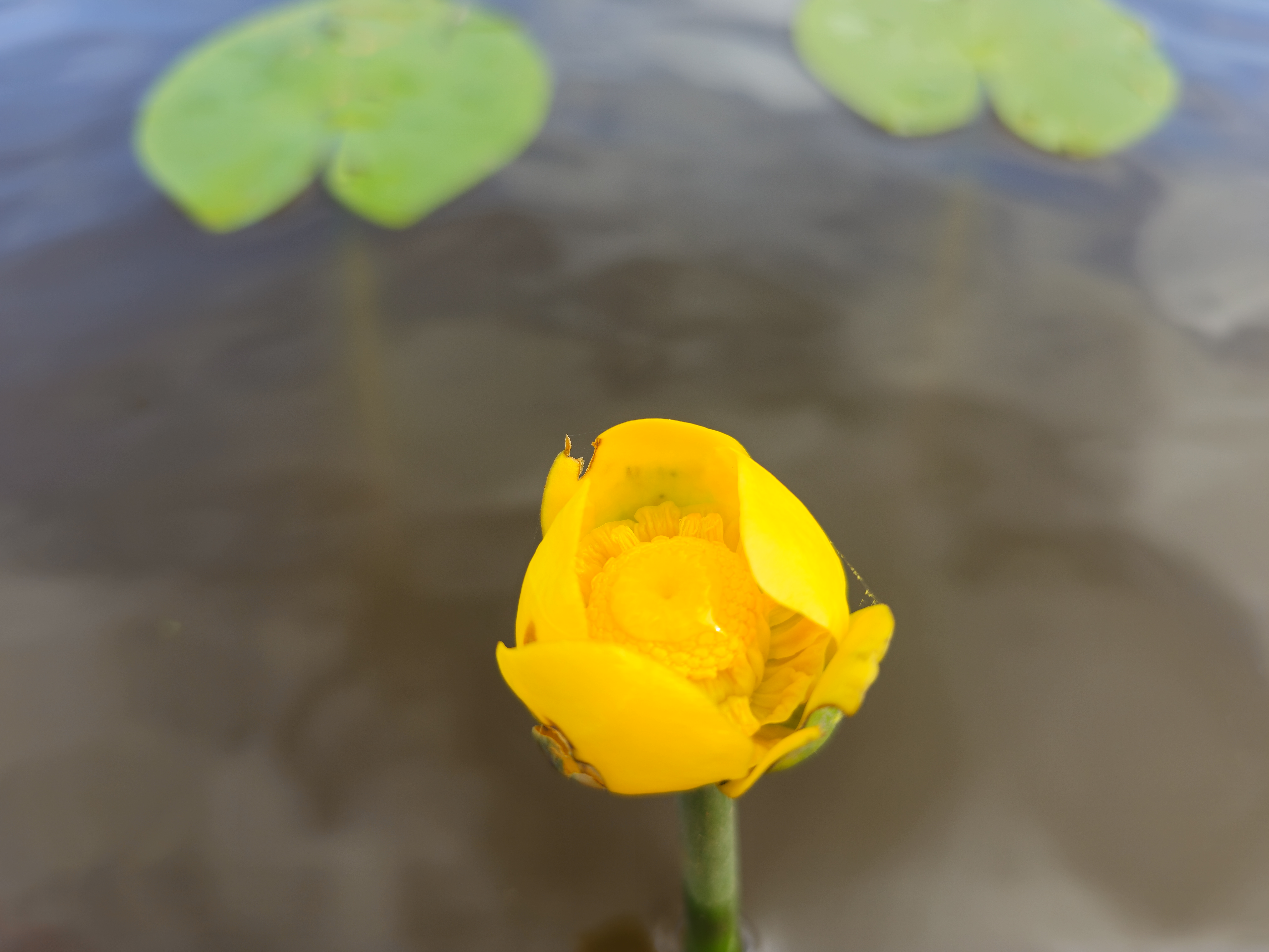 Vandens lelija "Nuphar lutea"