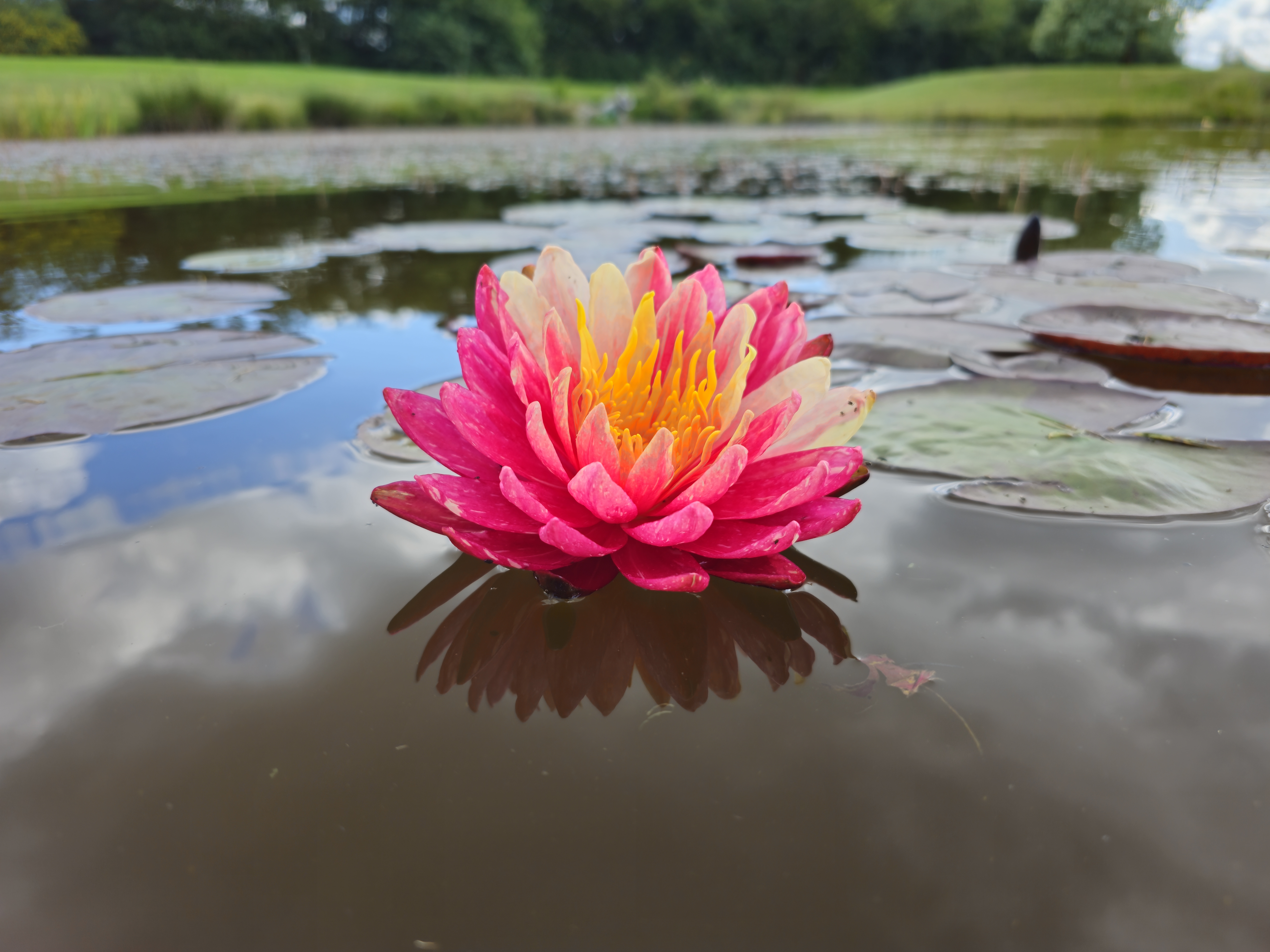 Vandens lelija "Pan Mongkol"