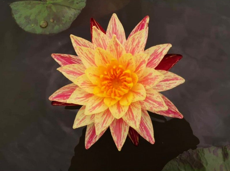 Vandens lelija "Siam Fantasy"