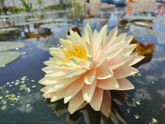 Vandens lelija "Blushing Bride"