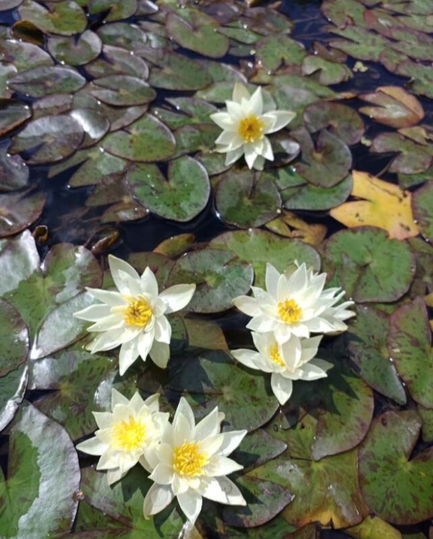 Miniatiūrinė vandens lelija  "Pygmaea Helvola"