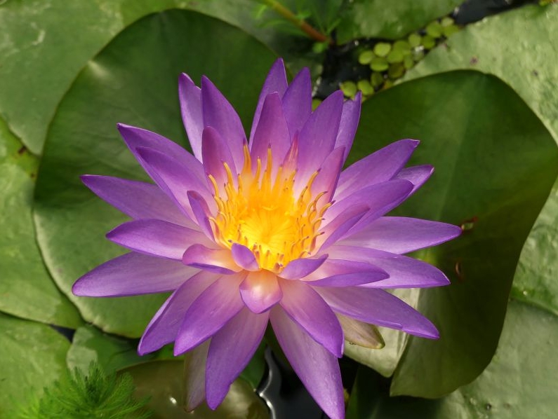 Vandens lelija "Purple Lucent"