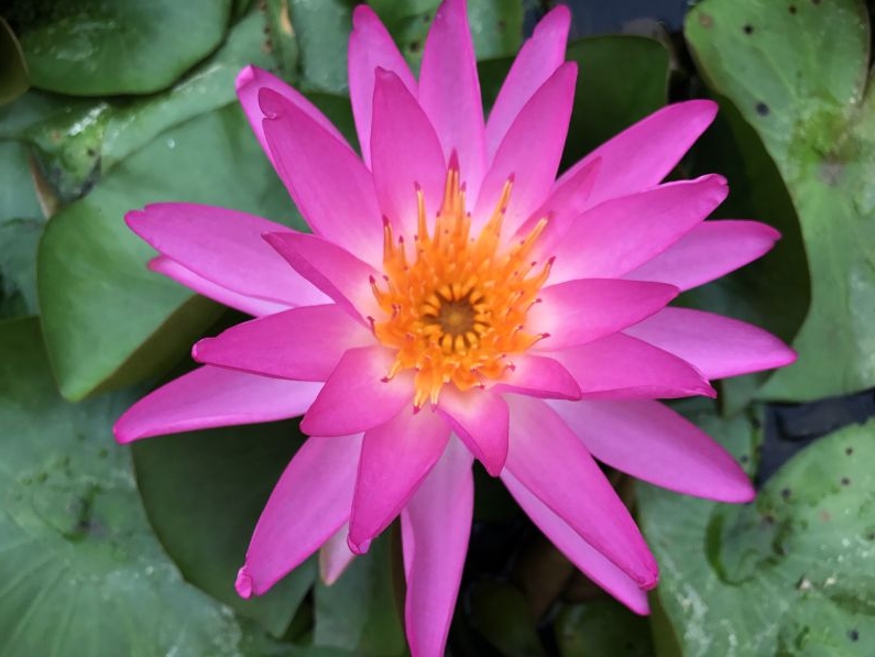 Vandens lelija "Tropic Star"