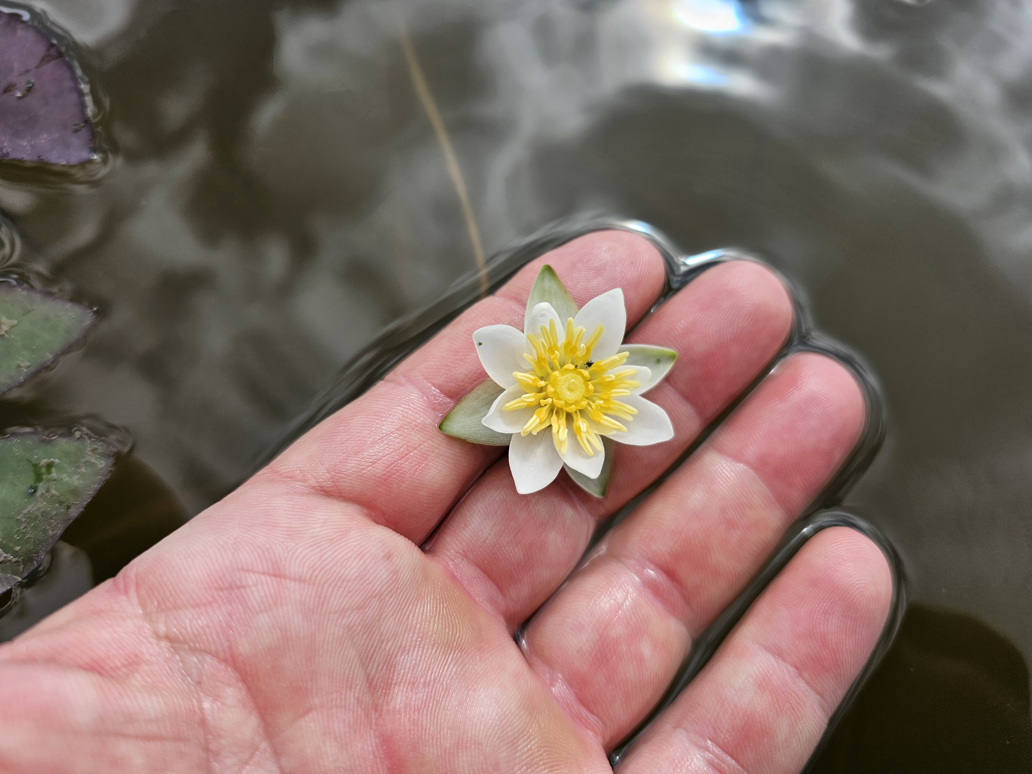 Vandens lelija 'Pygmaea Alba'