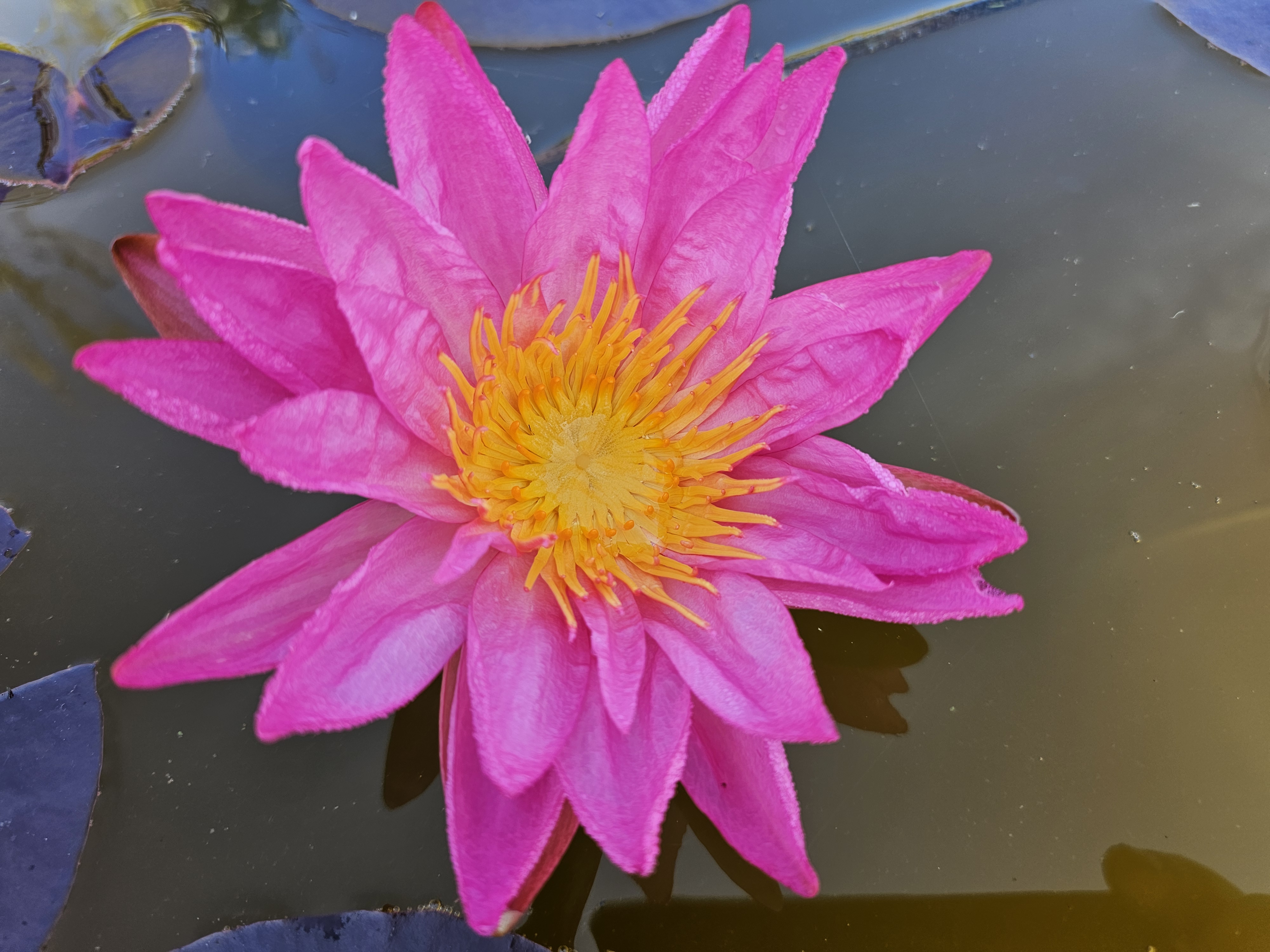 Vandens lelija "Tropic Star"