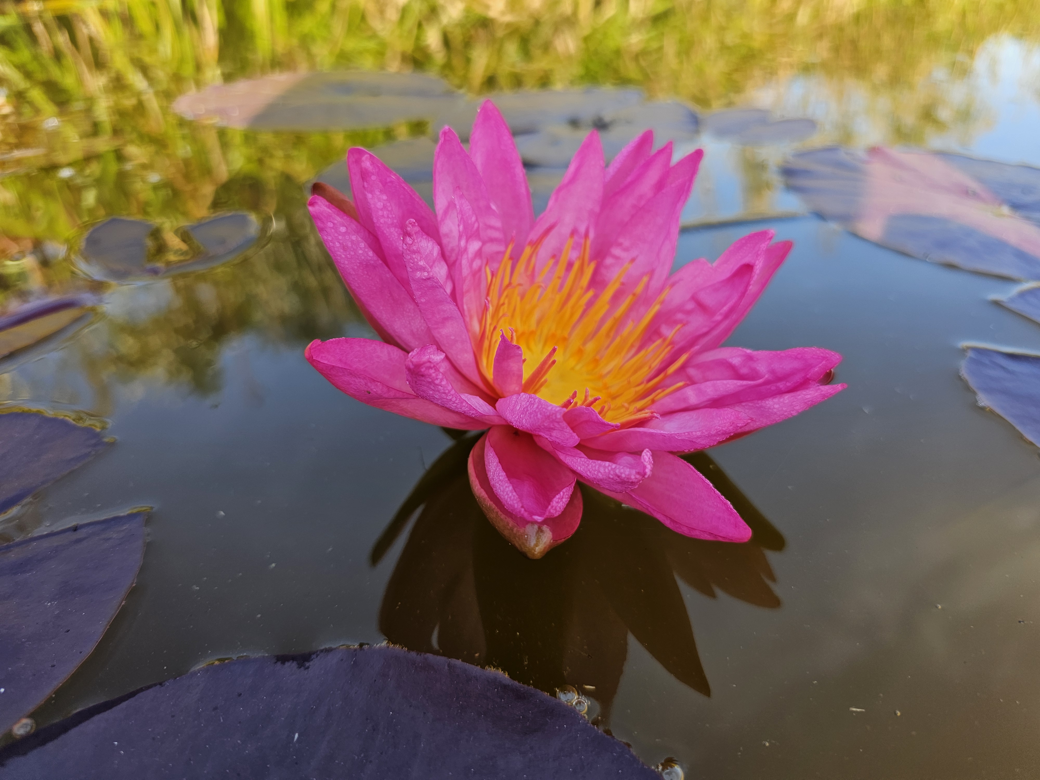 Vandens lelija "Tropic Star"