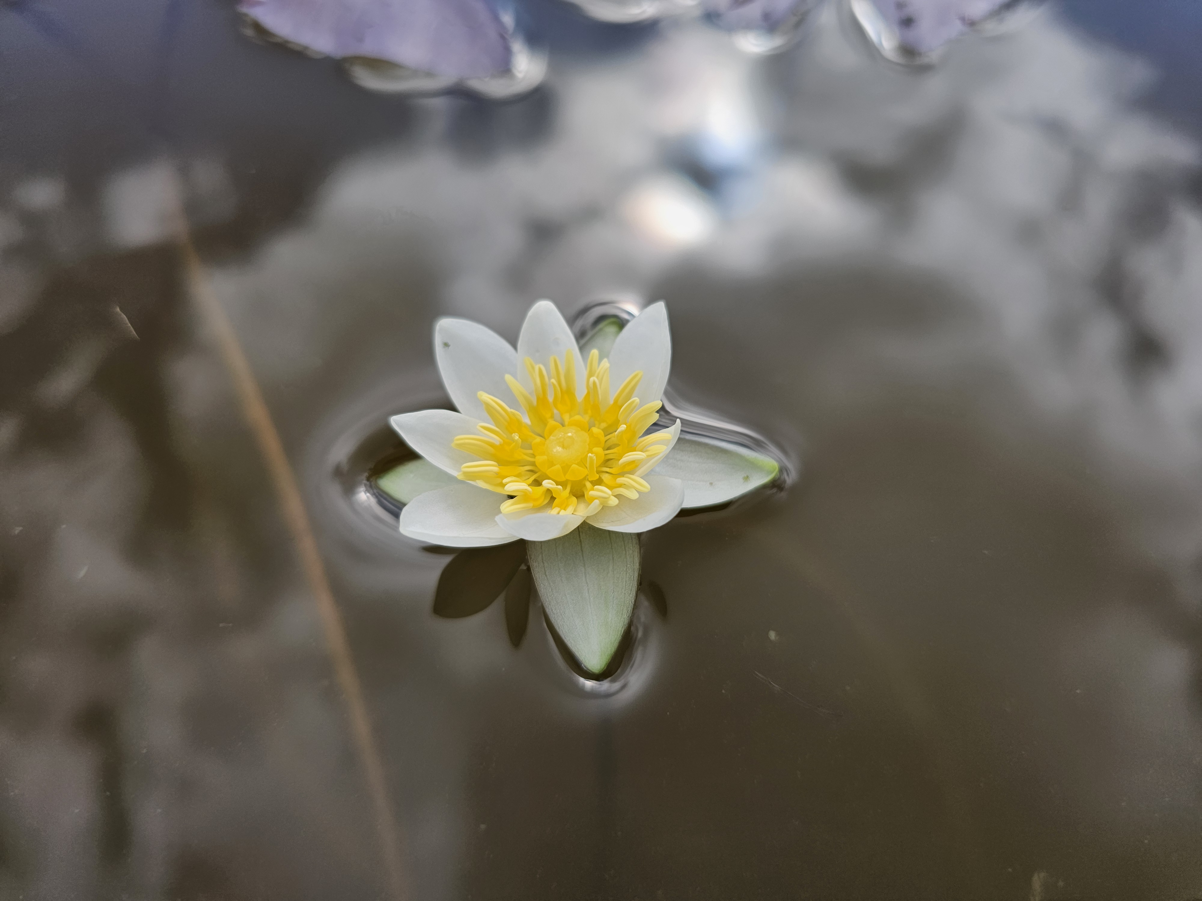 Vandens lelija 'Pygmaea Alba' 