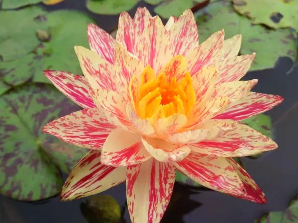 Vandens lelija "Siam Fantasy"