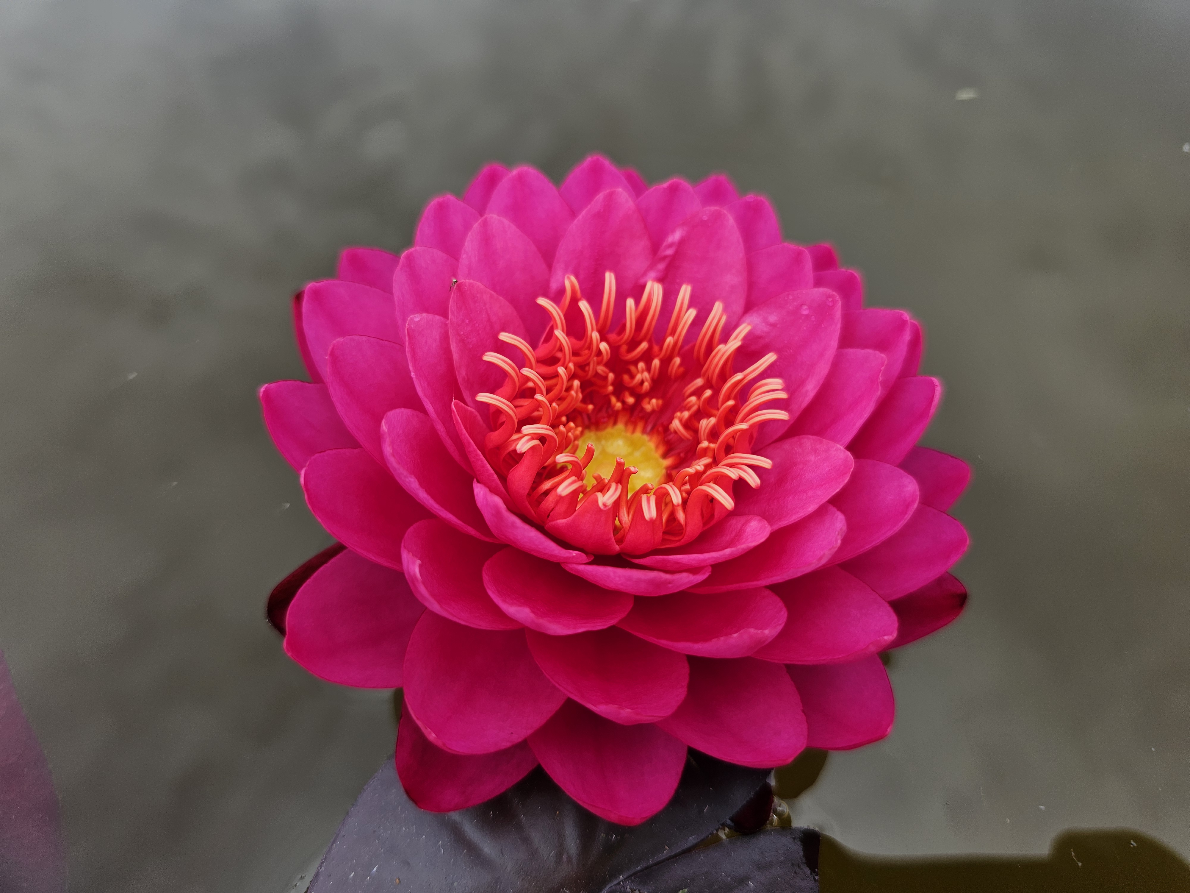 Vandens lelija "Razzberry"