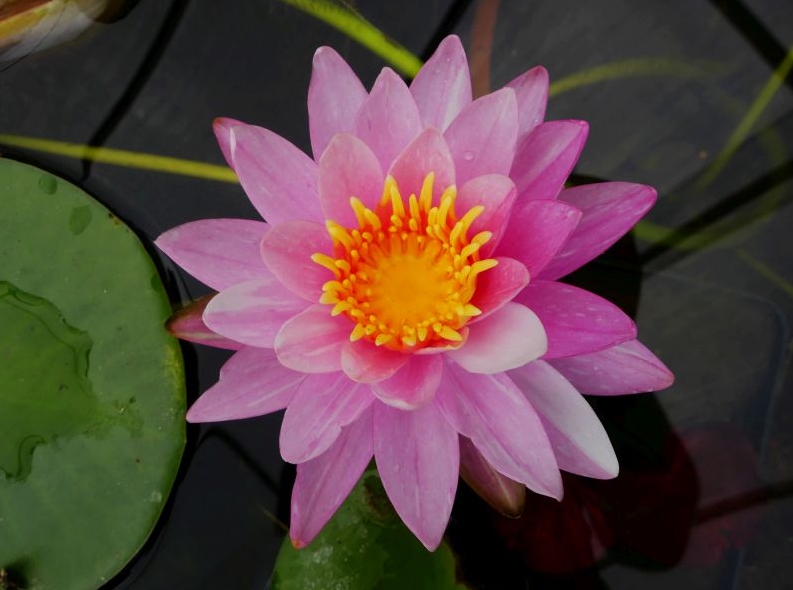 Vandens lelija "Pink Dawn"
