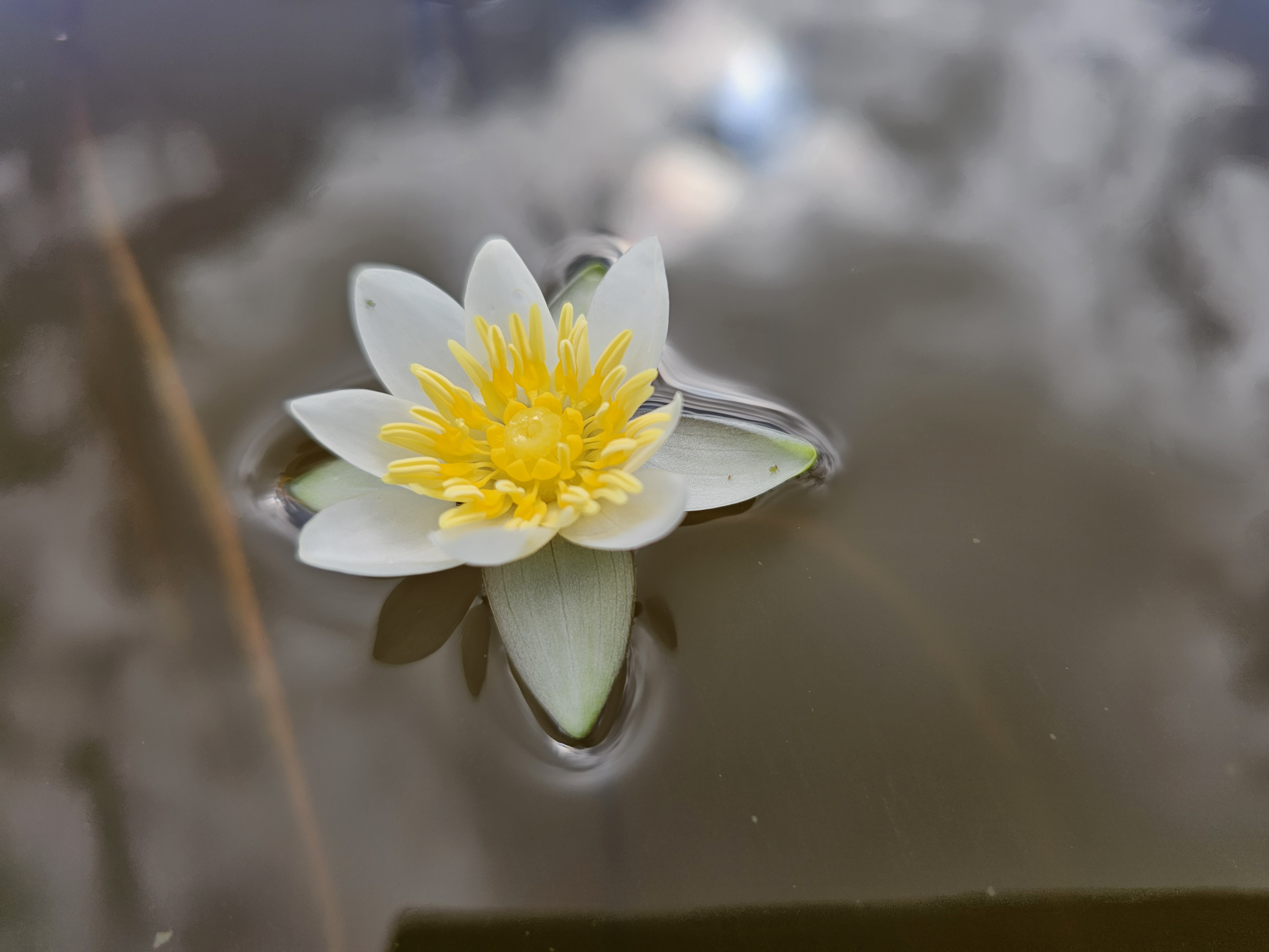 Vandens lelija 'Pygmaea Alba' 