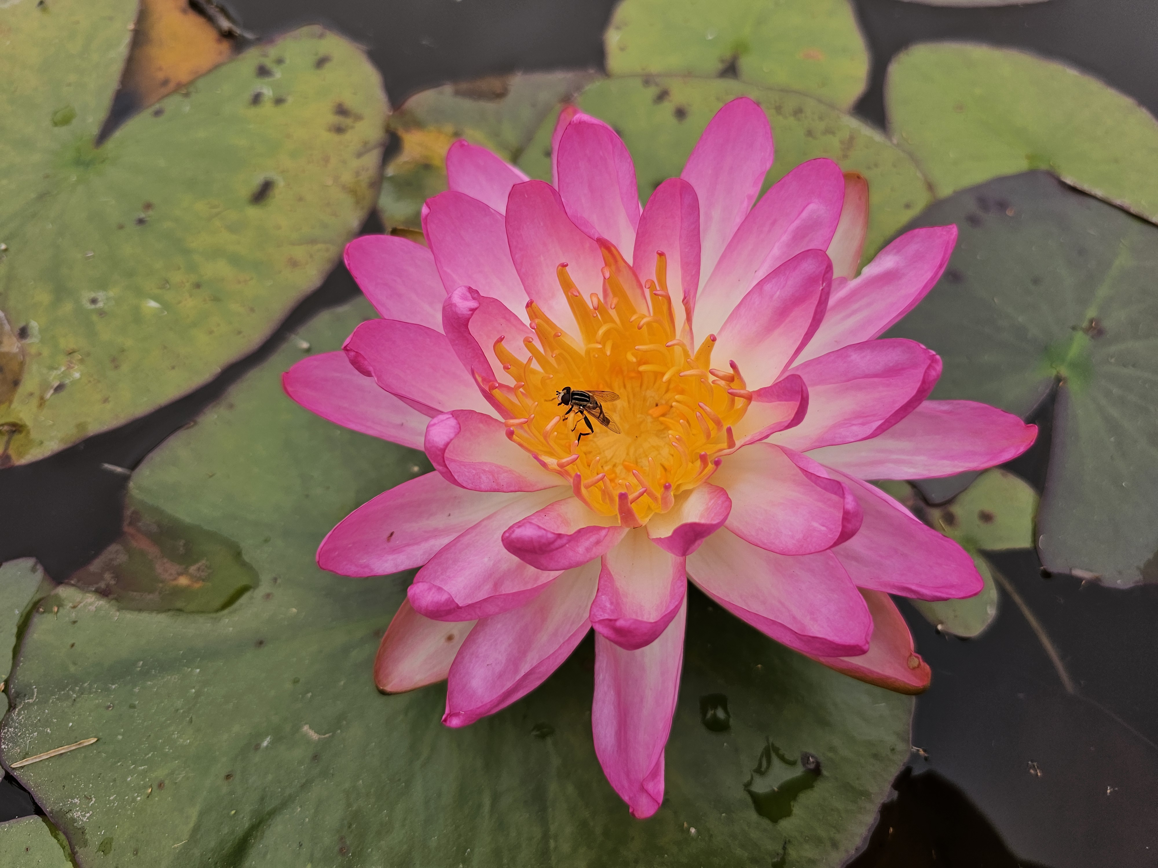 Vandens lelija "Pink Explosion"