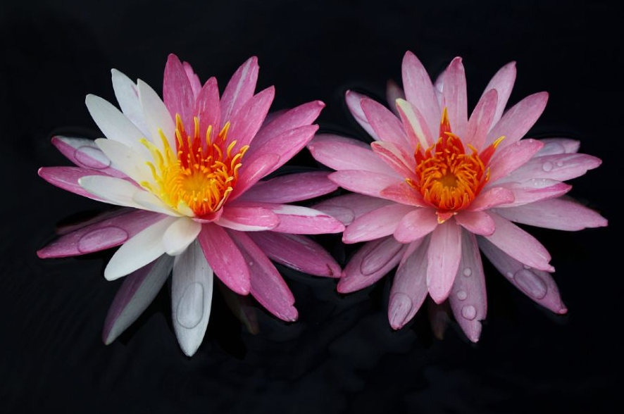 Vandens lelija "Pink Dawn"