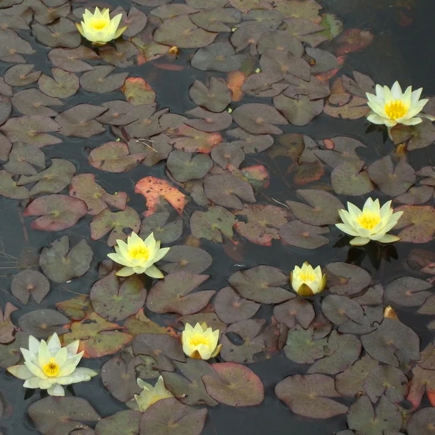 Miniatiūrinė vandens lelija  "Pygmaea Helvola"