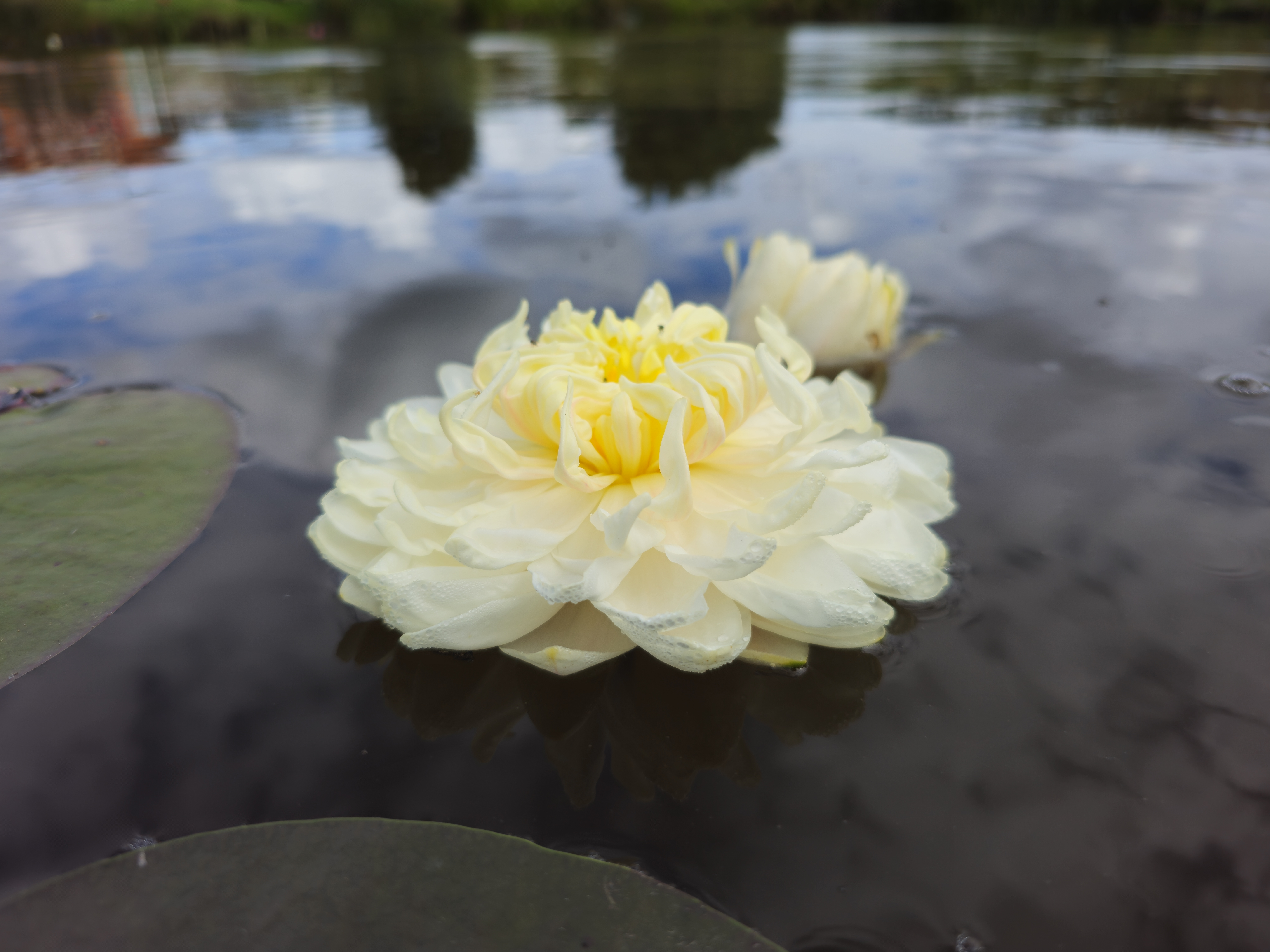Vandens lelija  1000 Petals
