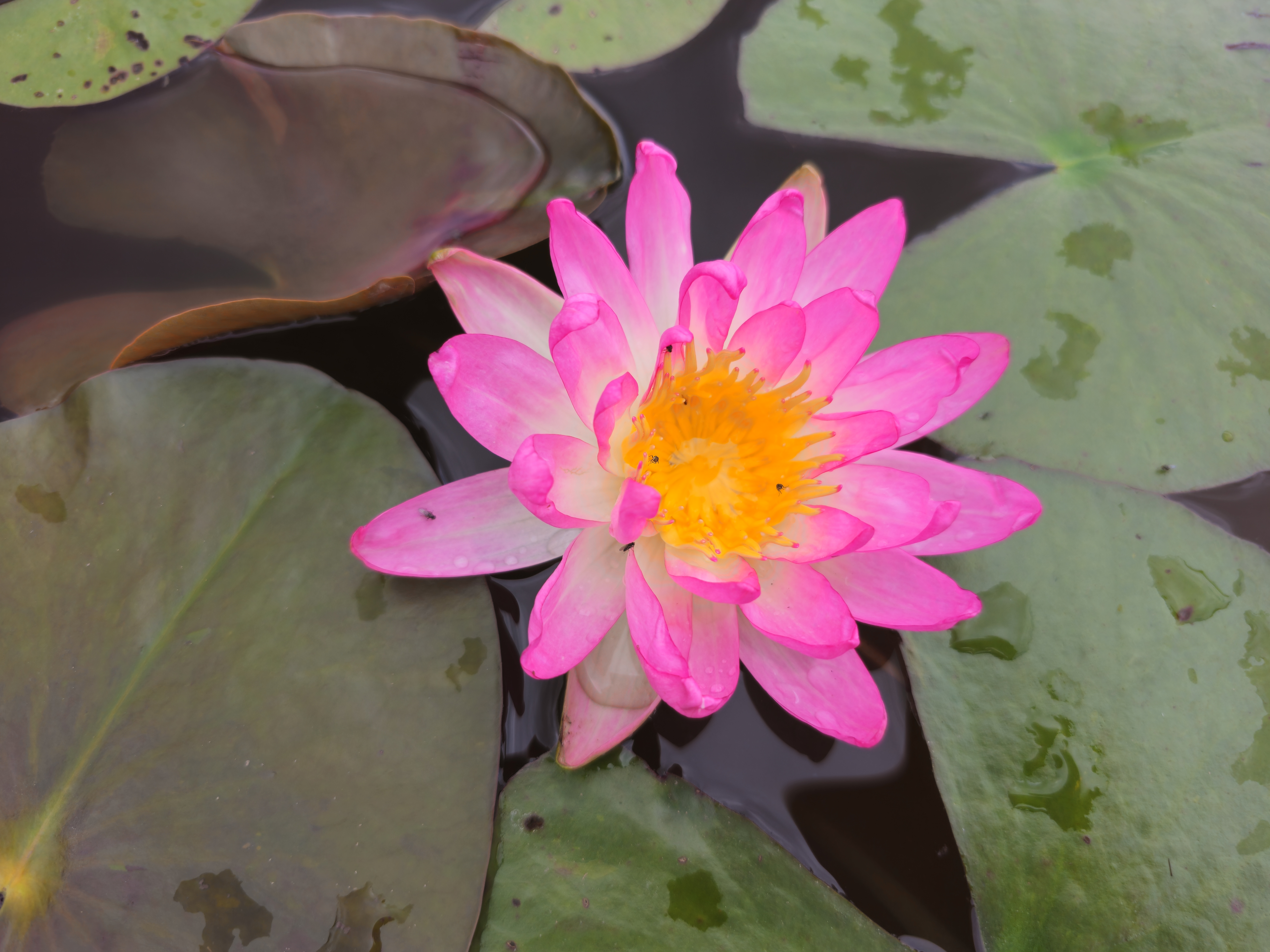 Vandens lelija "Pink Explosion"