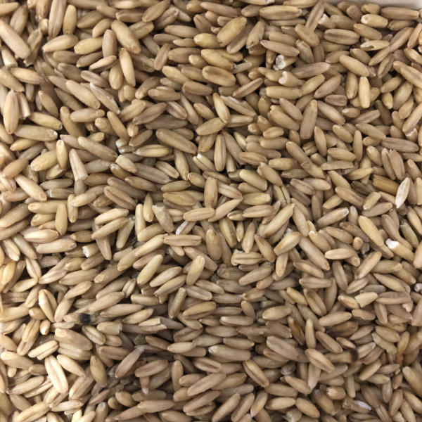 Joe Oat Seeds