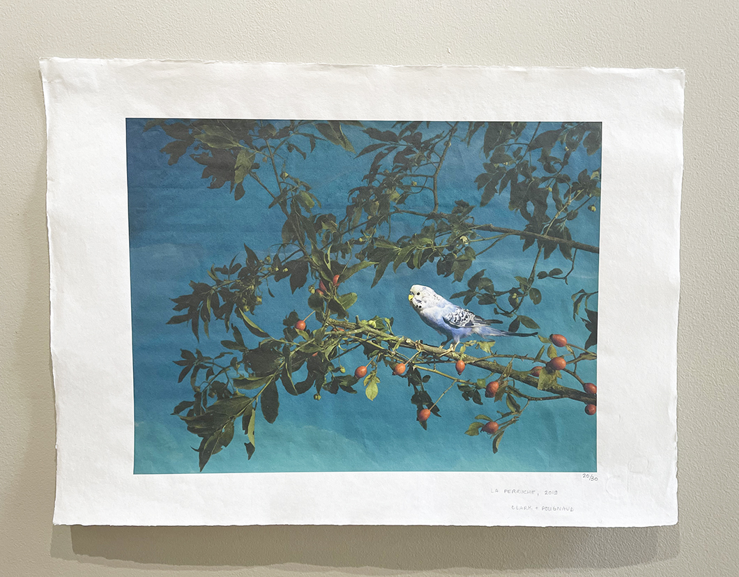 Clark et Pougnaud, La perruche, Eden