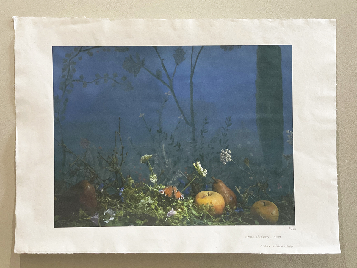 Clark et Pougnaud, Ombellifères, Eden