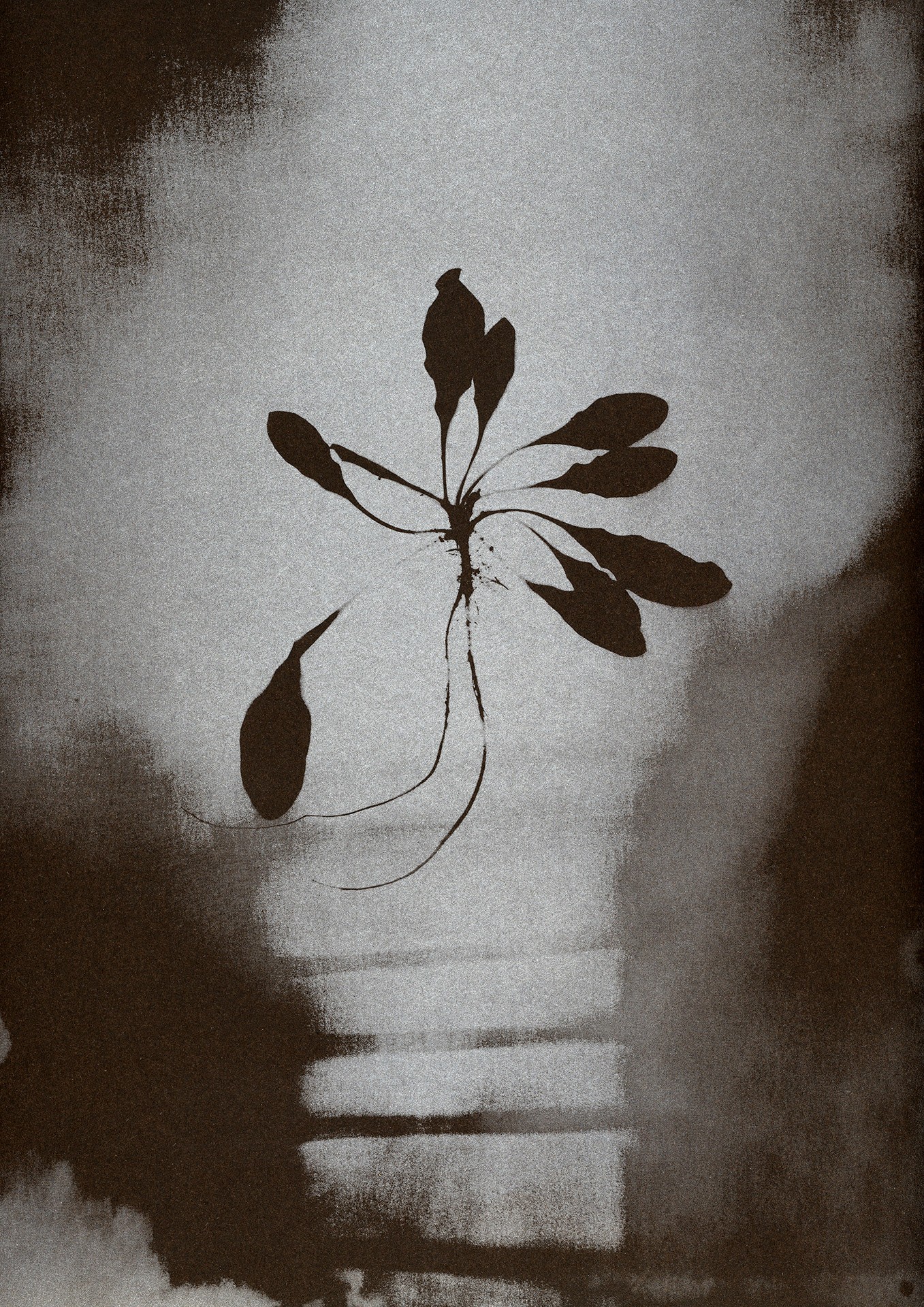 Sophie Zénon, L'Herbe aux yeux bleus