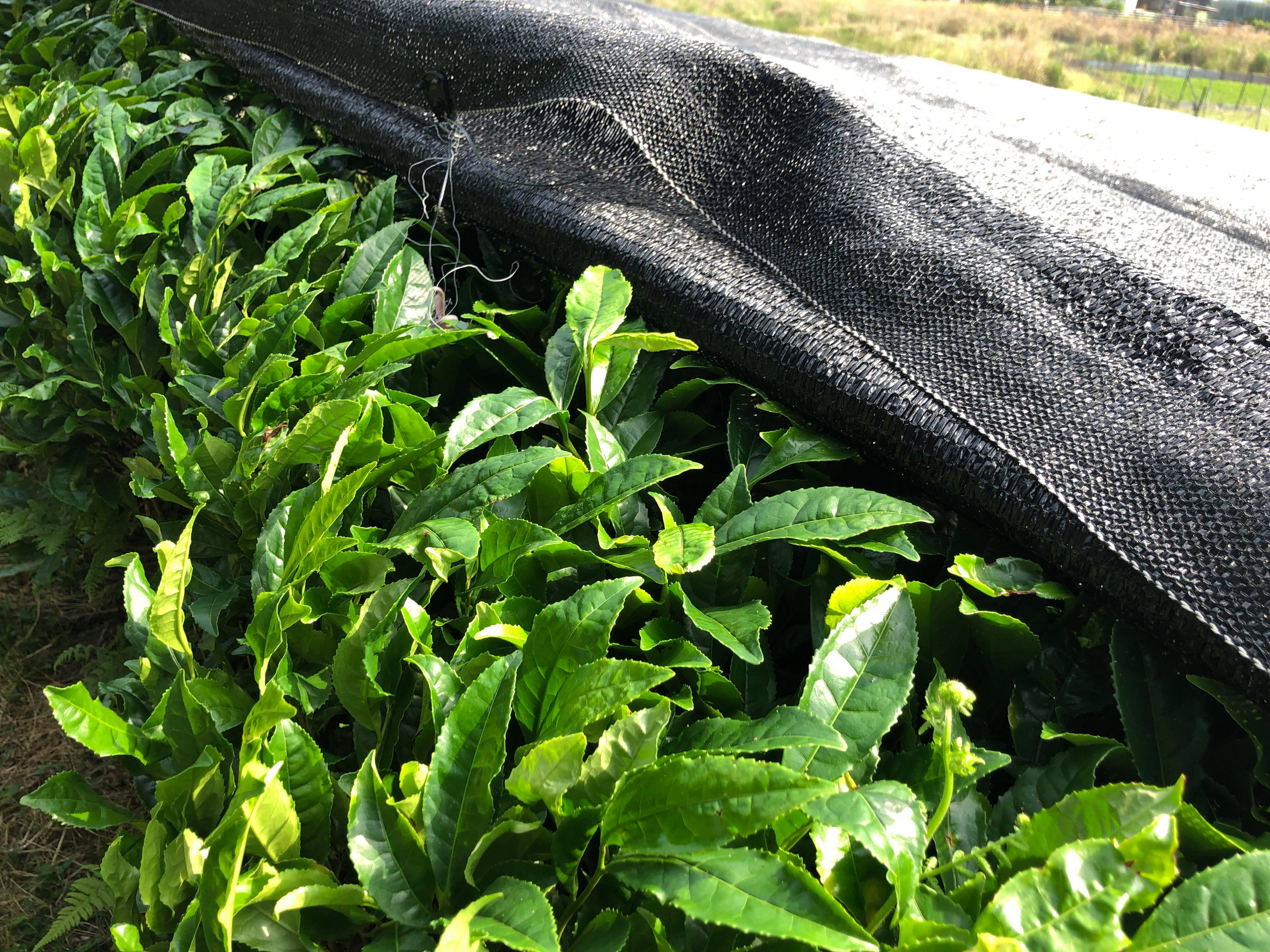 Kabuse de Shiga, Asamiya, cultivar Yabukita